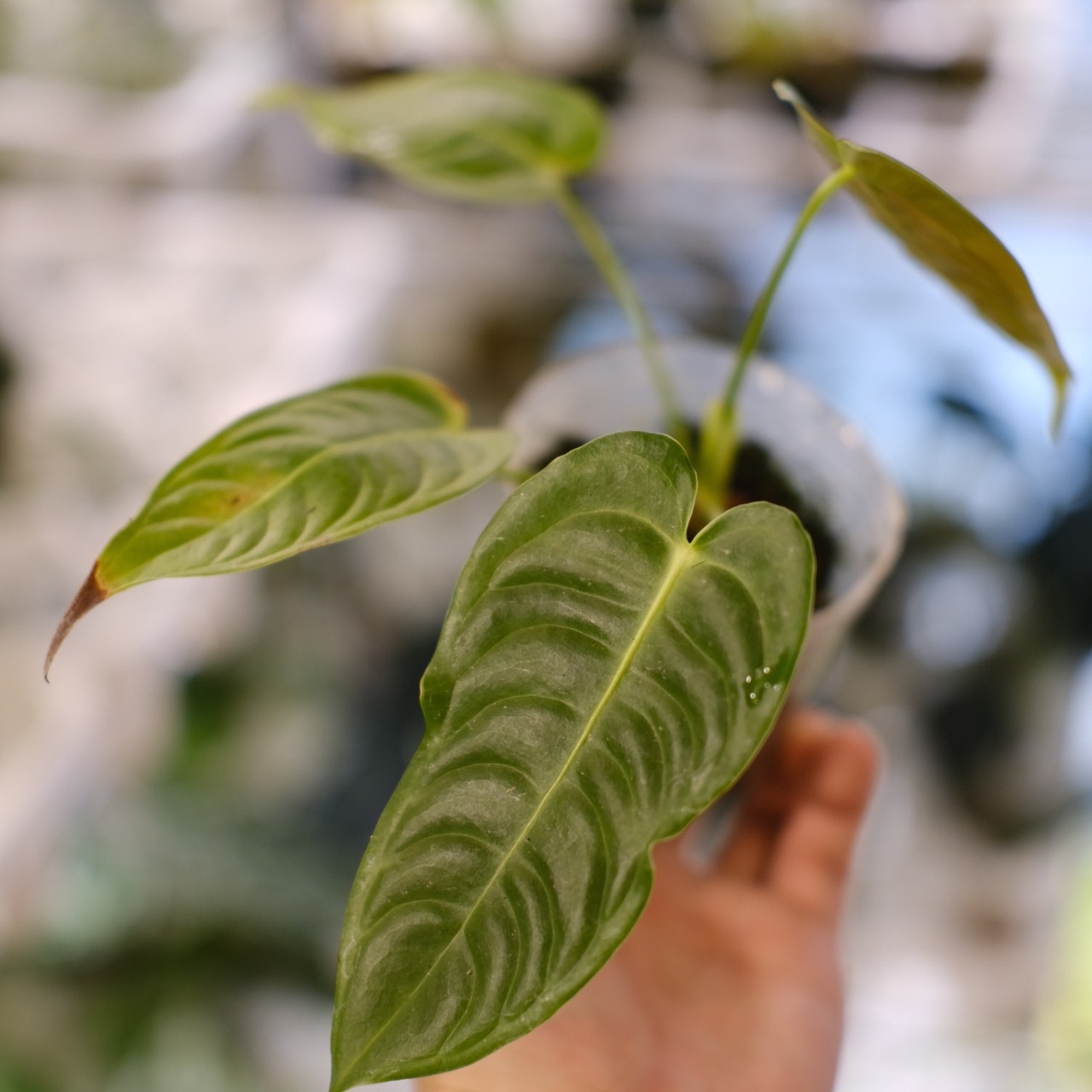 アンスリウム・ベイチー / Anthurium Veitchii / 観葉植物⑩