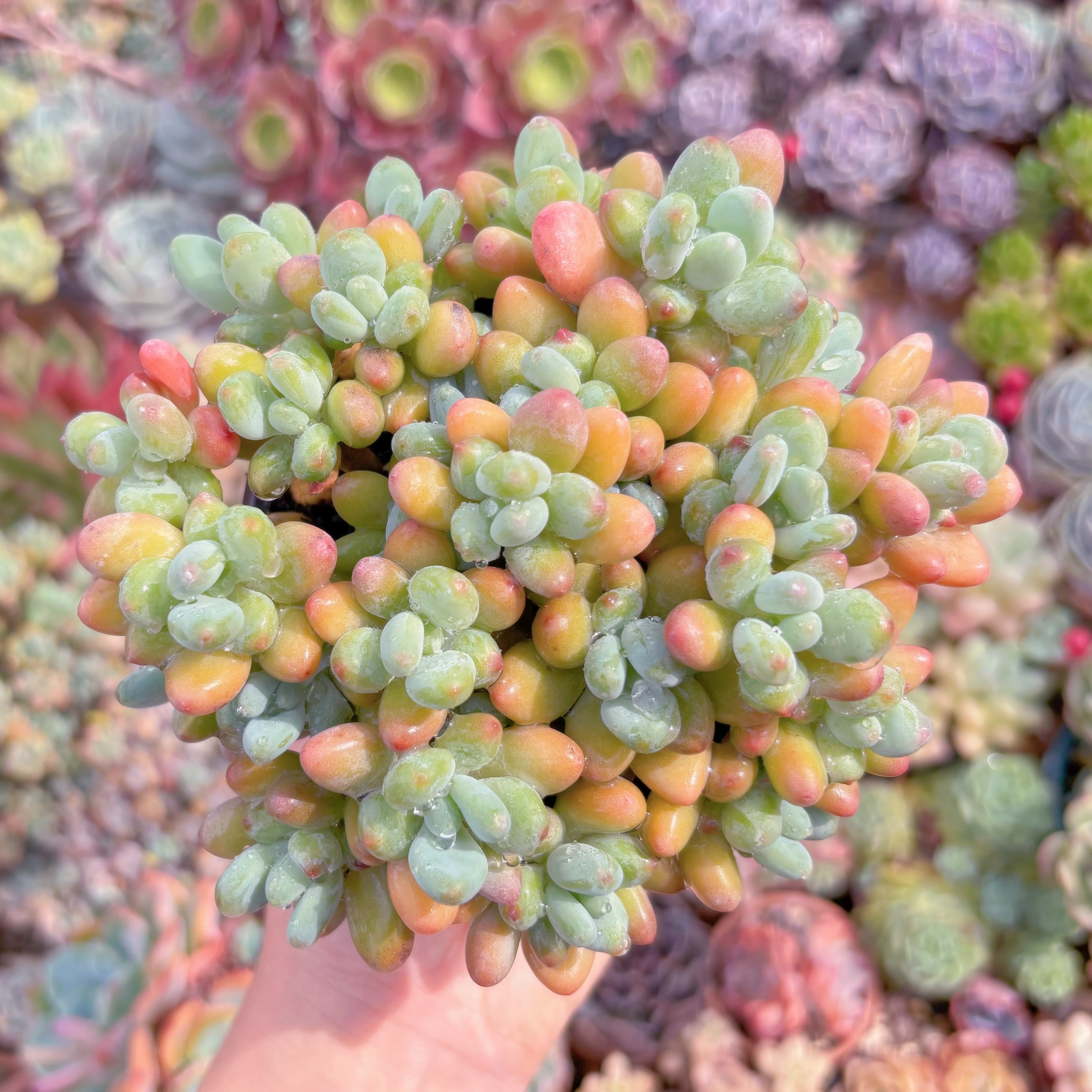 現品　アップルチーズ美人#C17　るる農園