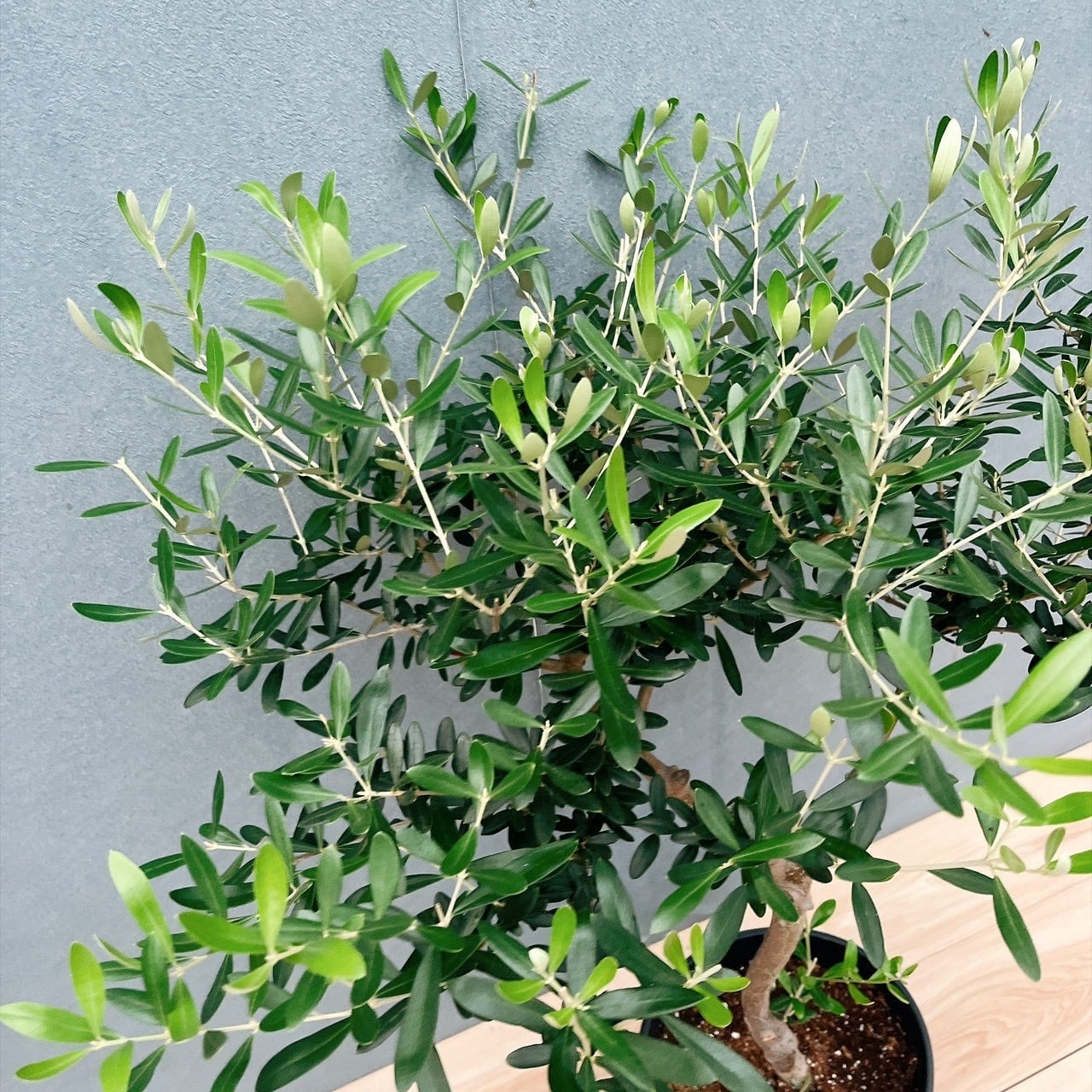 現品］14番 創樹 オリーブ ネバディロブランコ 8号 観葉植物 大型 屋外
