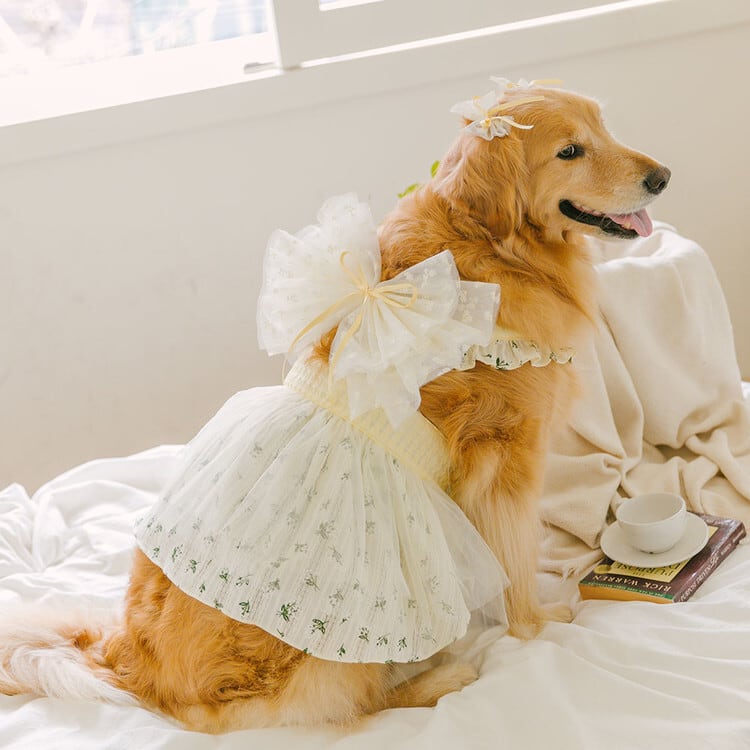 ♥︎︎オーダー♥︎︎ ハンドメイド 犬服 星空のバルーン ♥︎︎オーダー♥︎︎ ハンドメイド 犬服 星空のバルーン