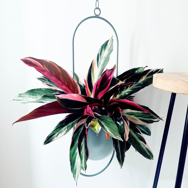 【COVENT GARDEN】neulo ハンギングポットカバー sky blue