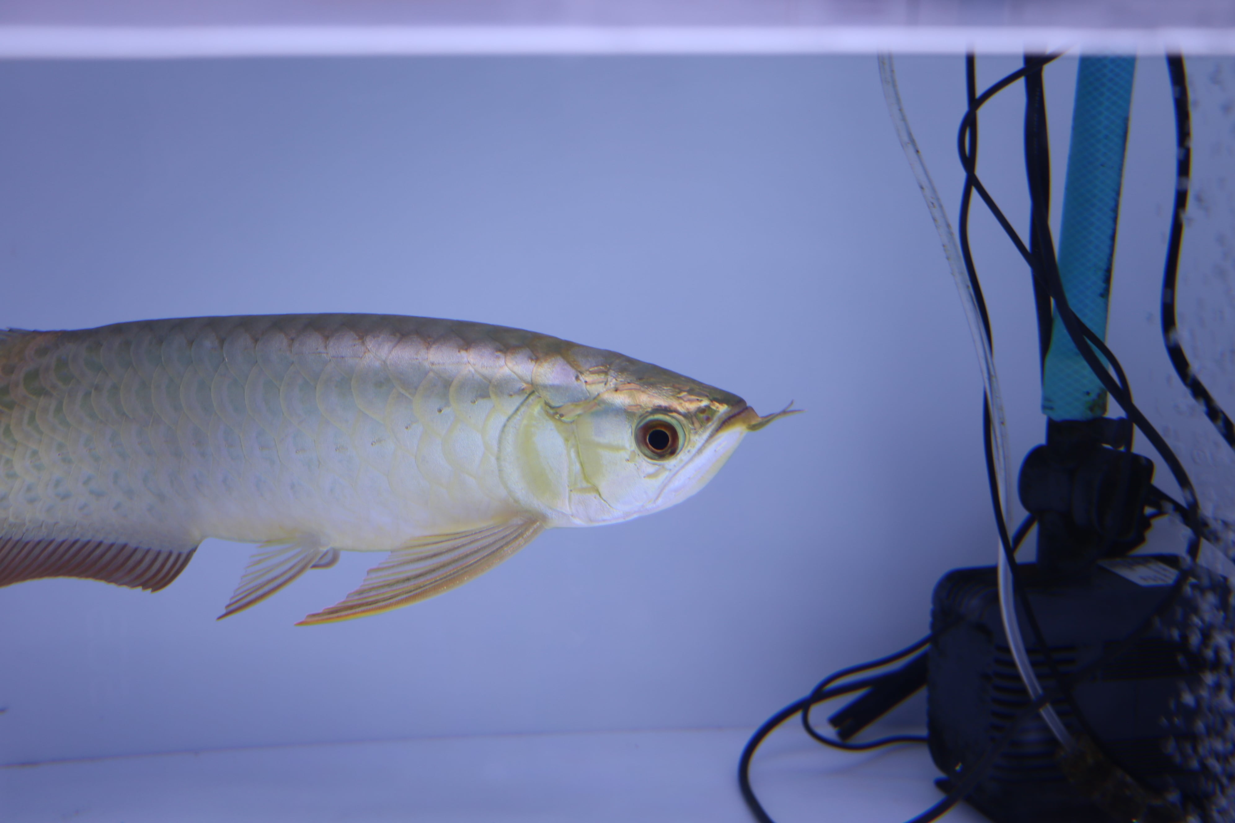 No.919 フルゴールド過背金龍(プレミアム個体)±34㎝ | アロワナ等の