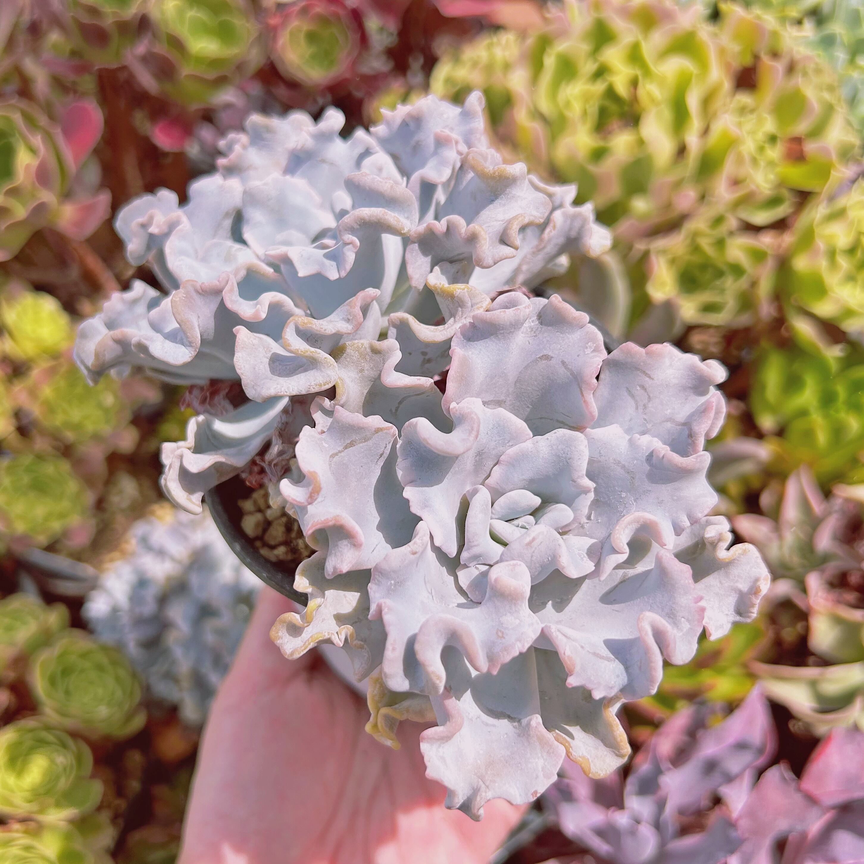 2209現物 多肉植物 クリスペートビューティー 特大 抜き苗 | るる農園