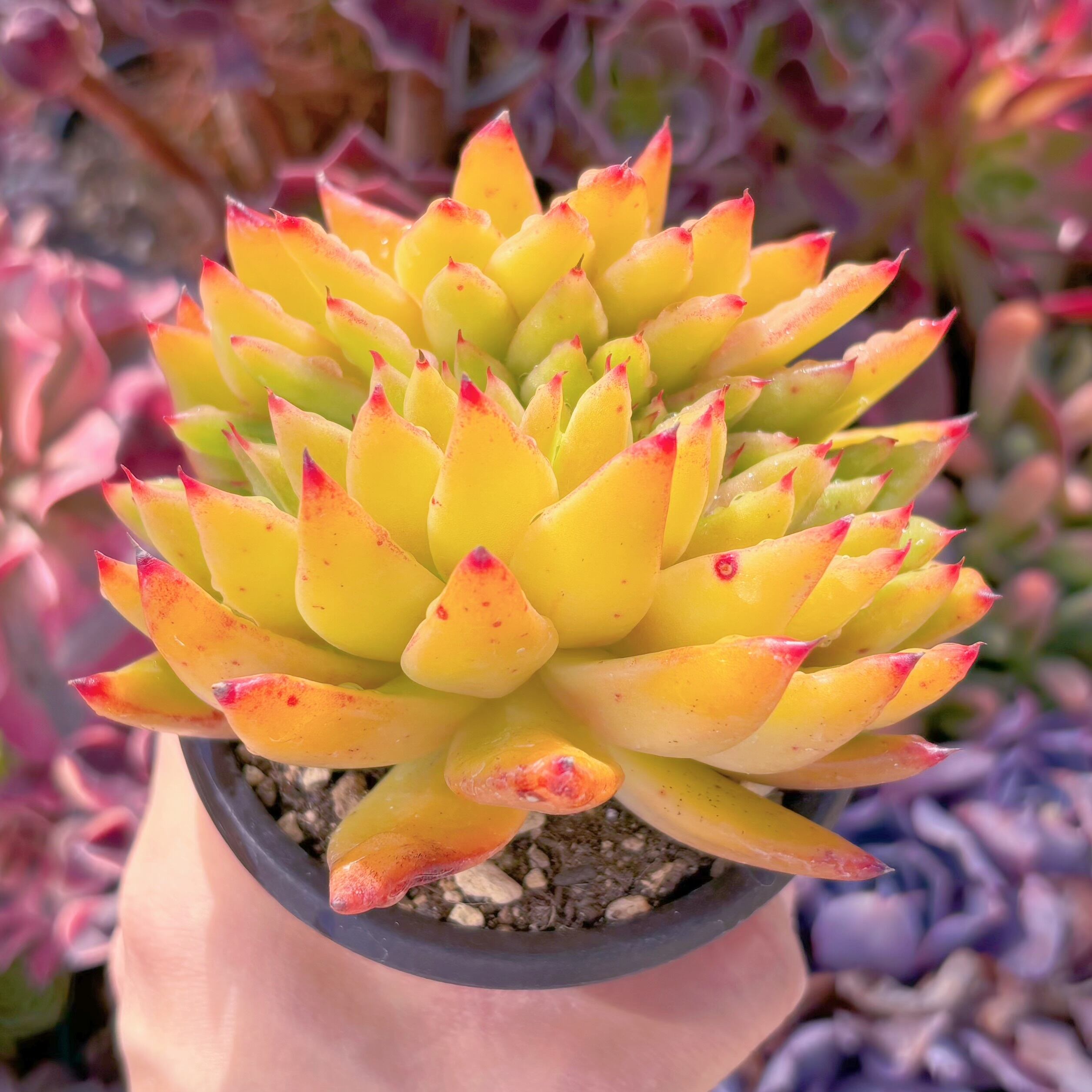 現品　蟠桃#A62　古株　新入荷　るる農園