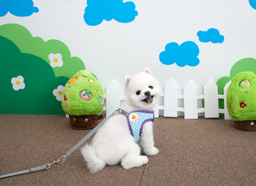 fruits bib harness S ~ L 2color  /  犬 犬用 ハーネス リード セット 小型犬 中型犬 ドッグウェア ペット用品 胴輪 お出かけ ドッグウェア b59