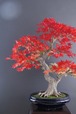盆栽 もみじ Maple Tree Bonsai #43