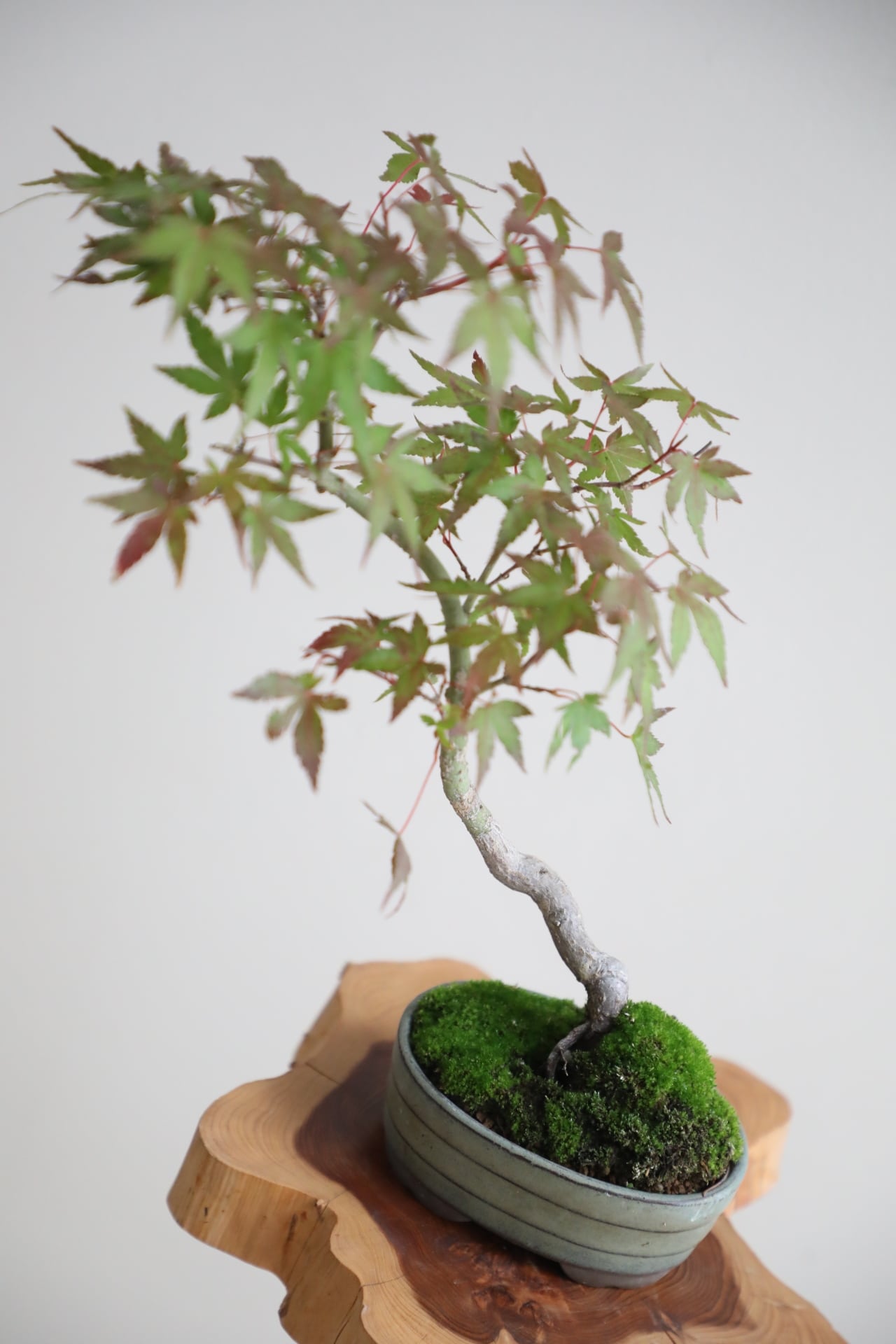 S】モミジ 盆栽 樹齢15年/Japanese maple bonsai ※陶器鉢付き | 【厳選