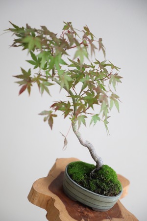 【S】モミジ 盆栽 樹齢15年/Japanese maple bonsai 　※陶器鉢付き