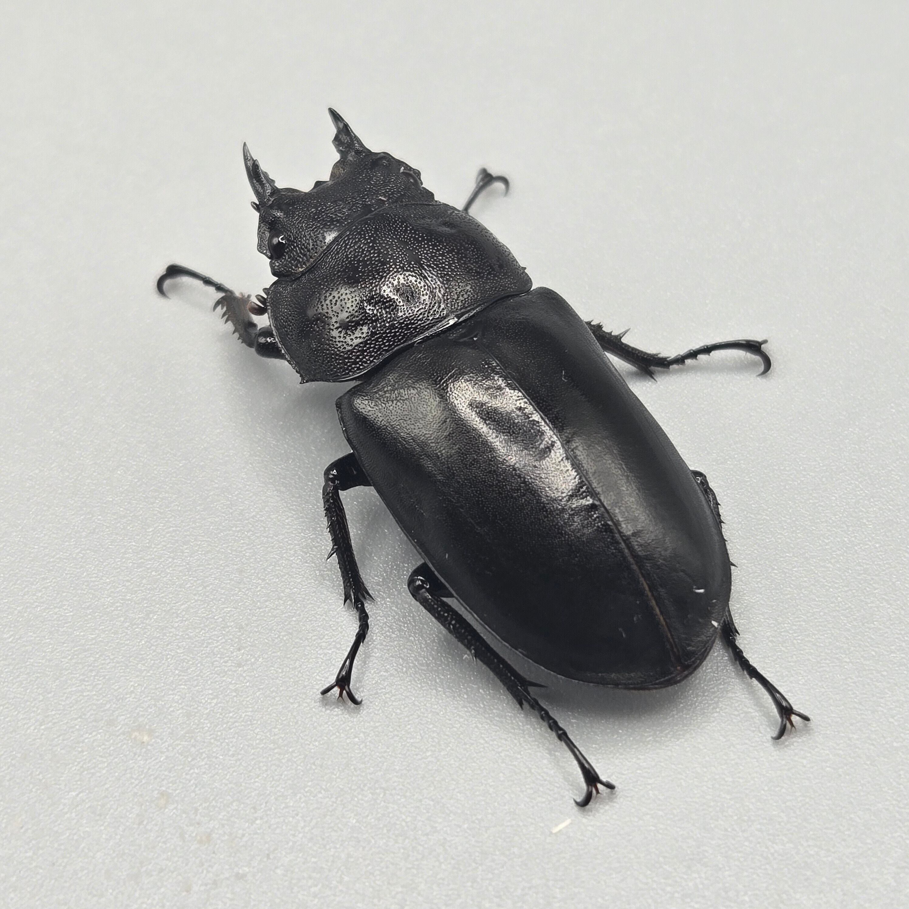 フルストルファーオウゴンオニクワガタ ペア | 昆虫専門店 鍬鉄
