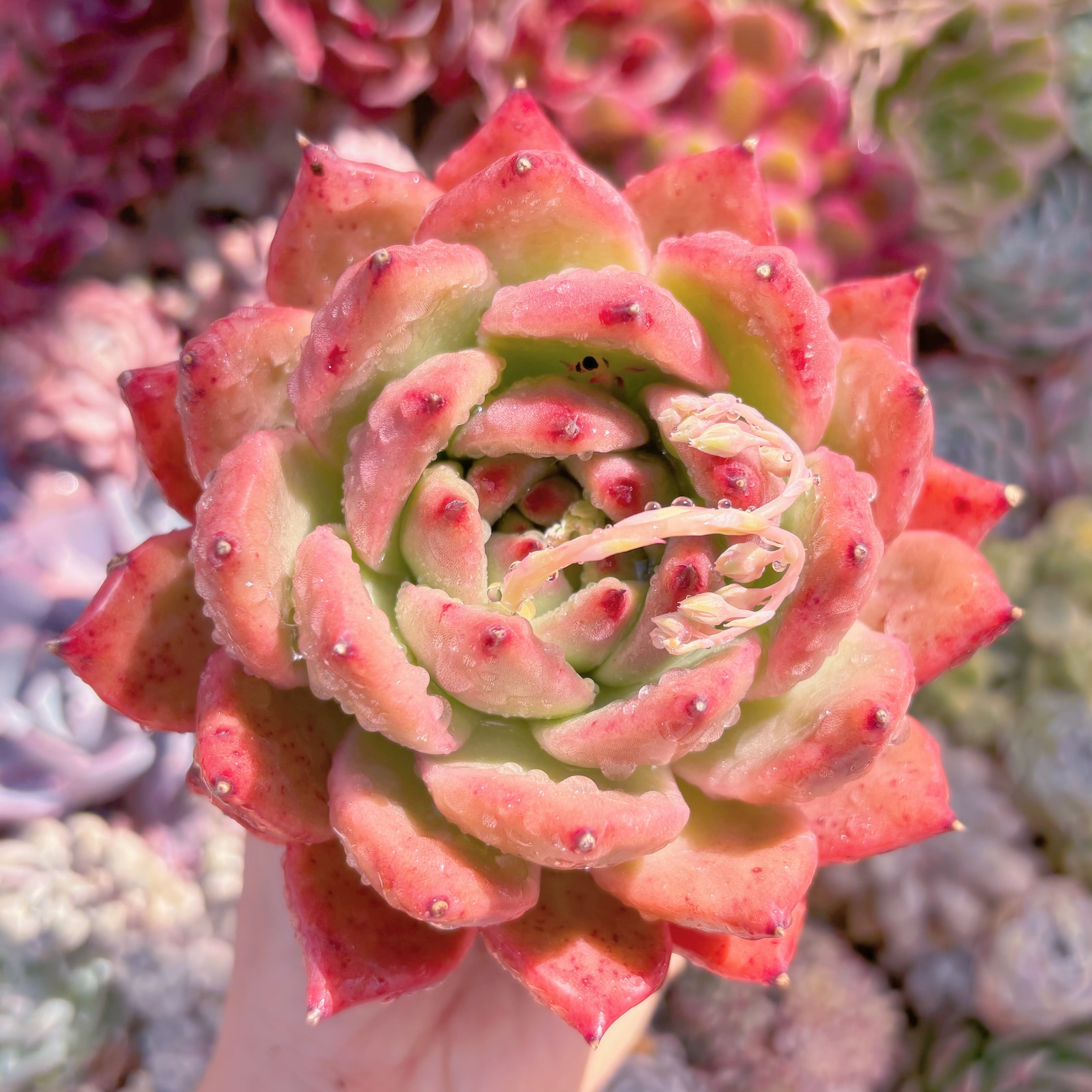 現品　アメストロー#2185    大苗　るる農園