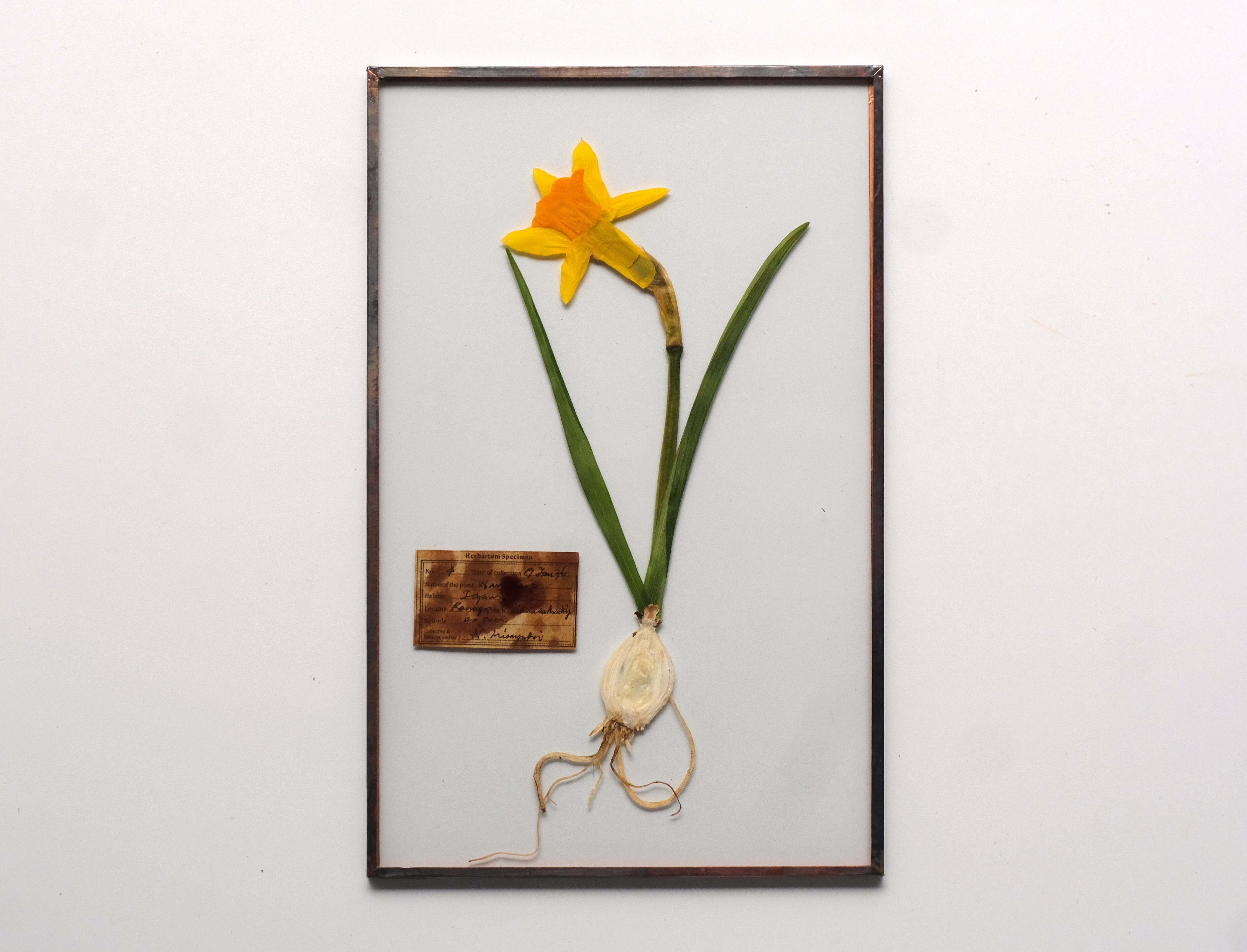 はいいろオオカミ＋花屋西別府商店