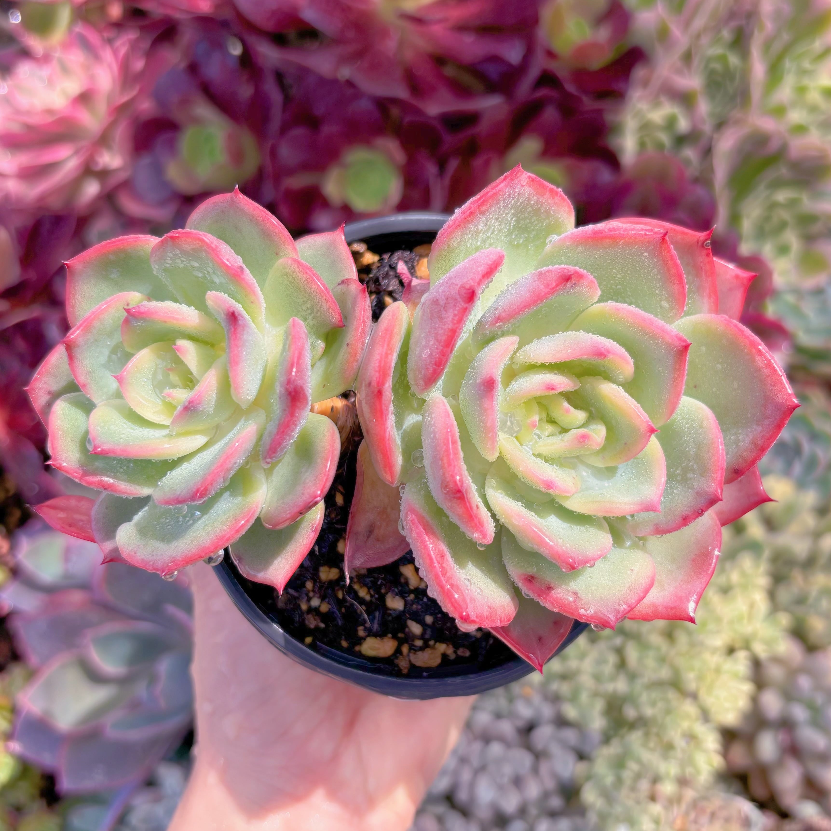 現品　香妃#676　古株　るる農園