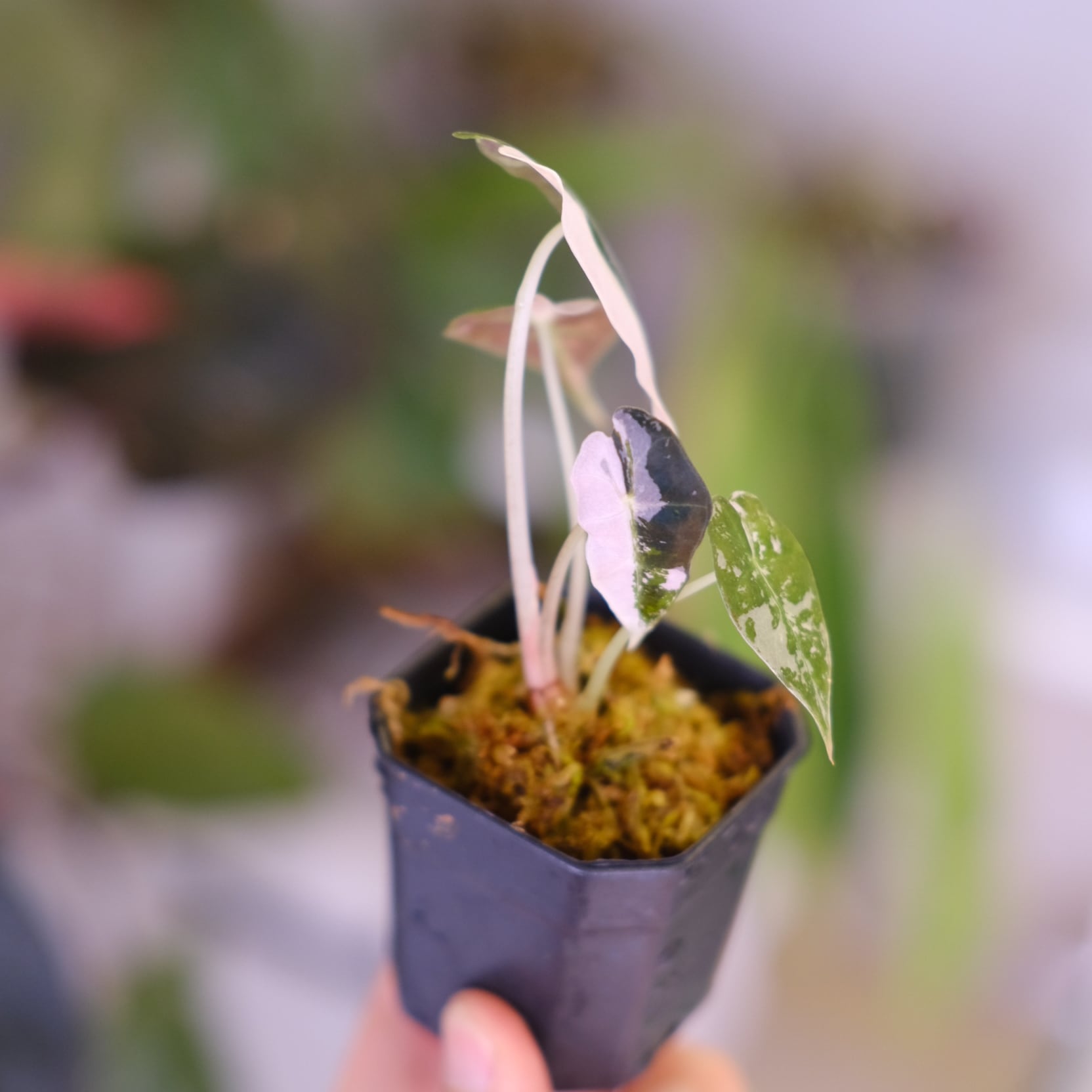 Alocasia Amazonica Polly Pink varigated④│アロカシア アマゾニカ