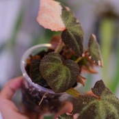 Begonia soli mutata Variegated│ベゴニア ソリムタータ バリエガータ ピンク⑧│観葉植物