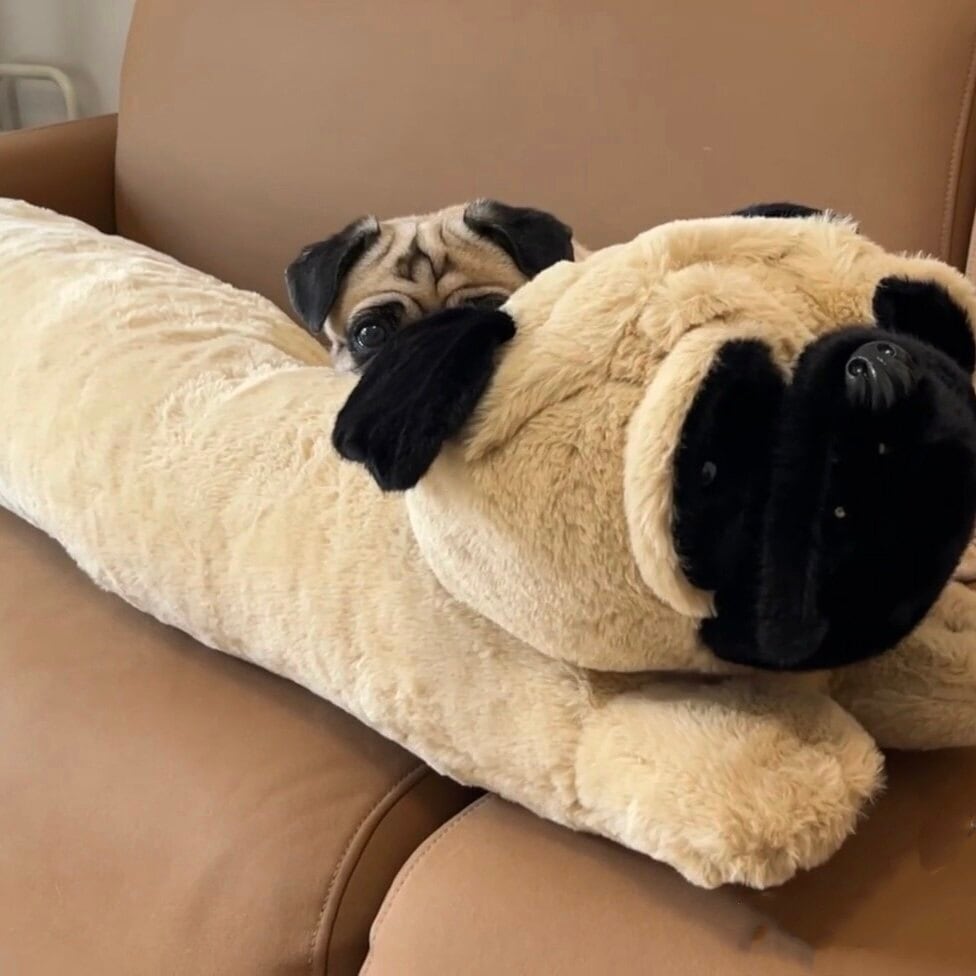 クッション・クッションカバー | Pug shower - パグシャワー パグ雑貨