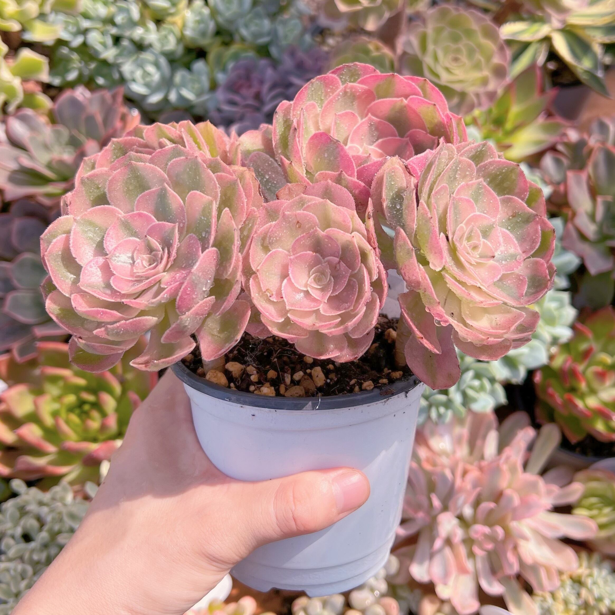 現物　ハロウィン白錦#635　特大群生　新入荷