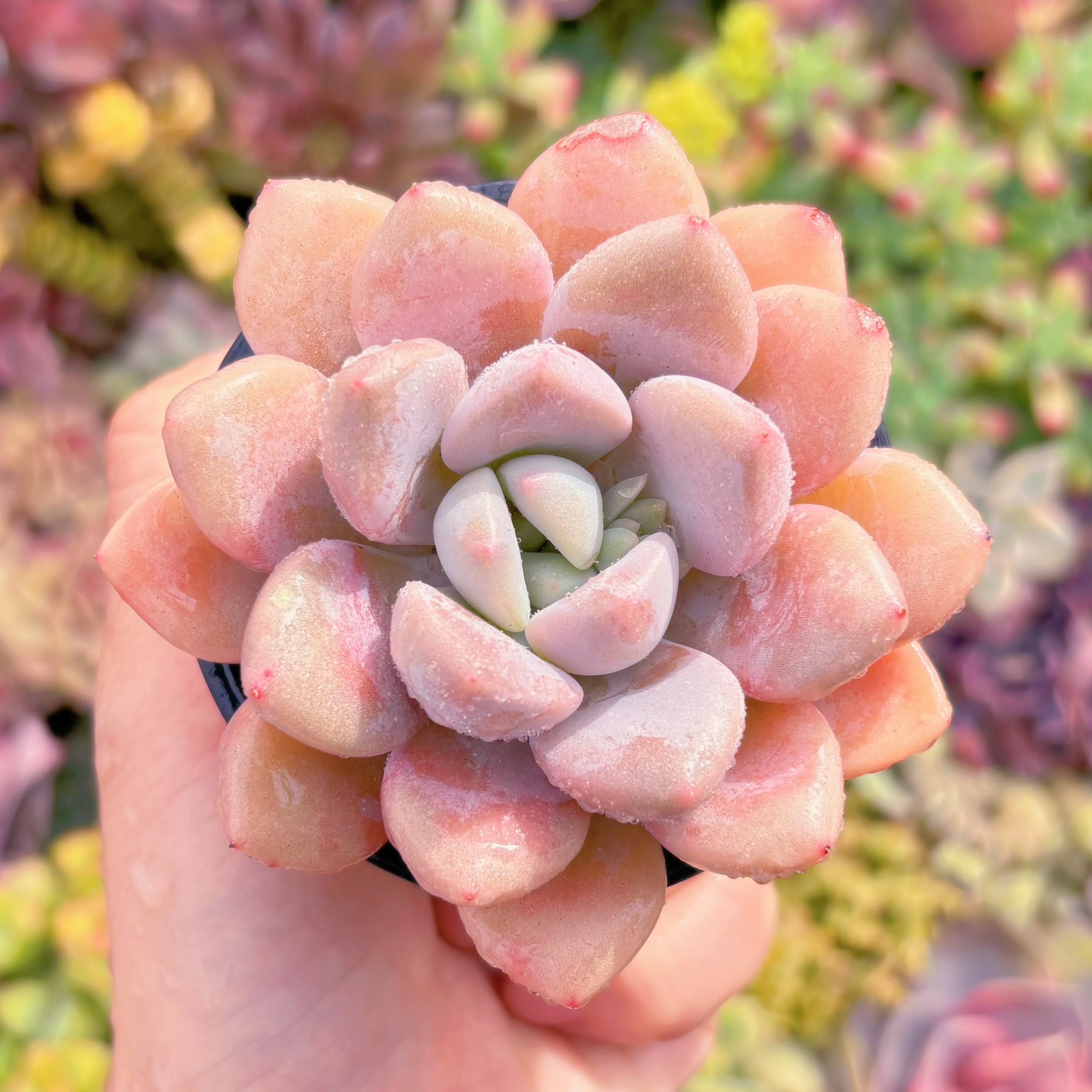 現品　ラブリーディア#A83  　るる農園