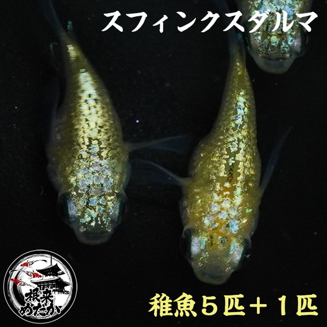 【1ペア】スフィンクスダルマ｜改良メダカ・ダルマメダカ｜メダカ専門店 根来めだか