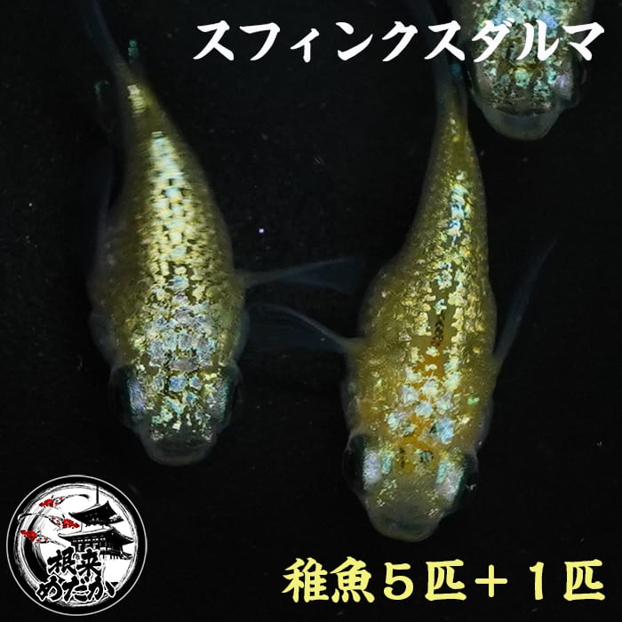 【1ペア】スフィンクスダルマ｜改良メダカ・ダルマメダカ｜メダカ専門店 根来めだか