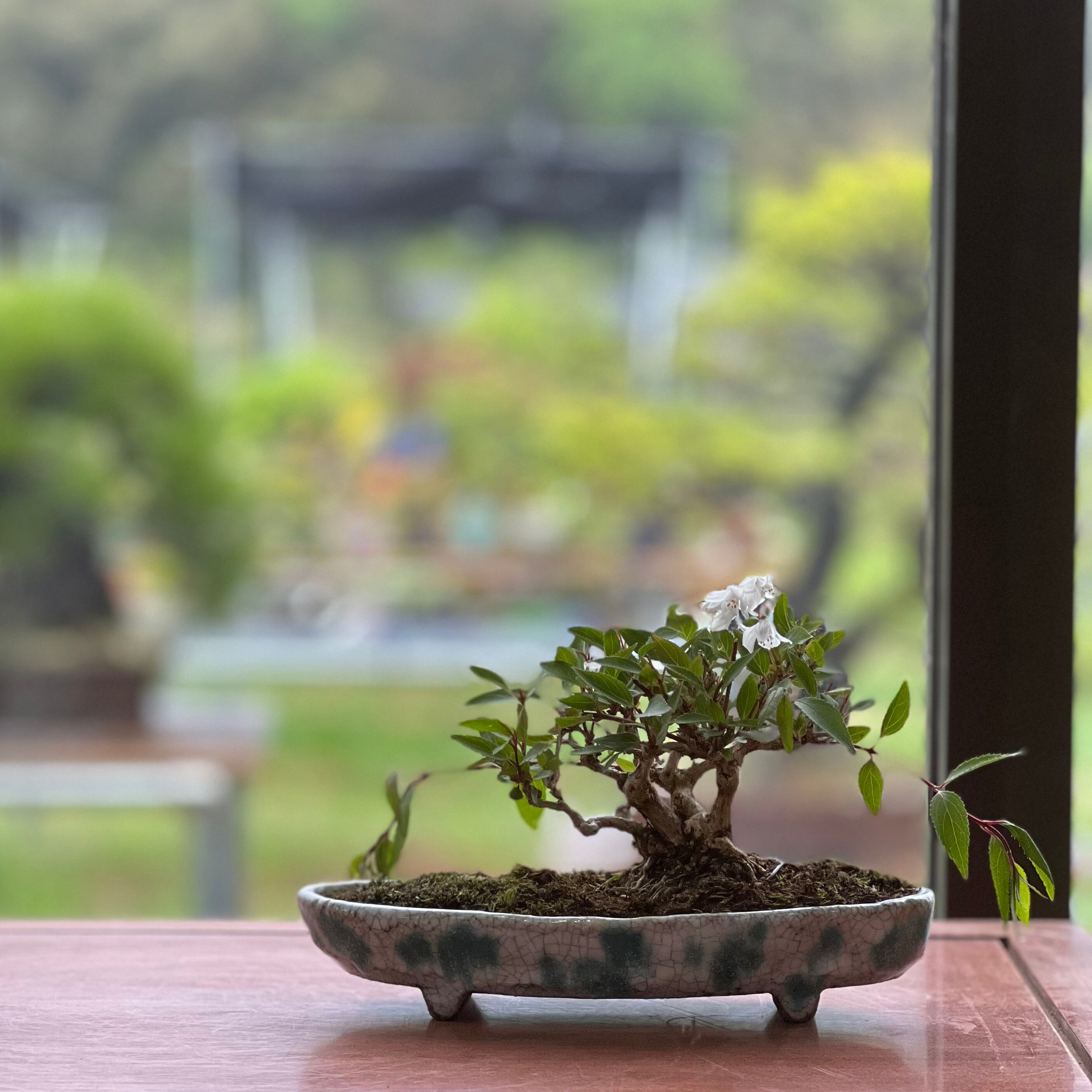 ウツギ盆栽｜可憐な花を楽しむ一点物（鉢は文山）｜高さ約17cm