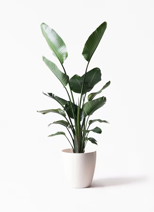 観葉植物 オリーブの木 10号 チプレッシーノ プラスチック鉢 | CAgarden