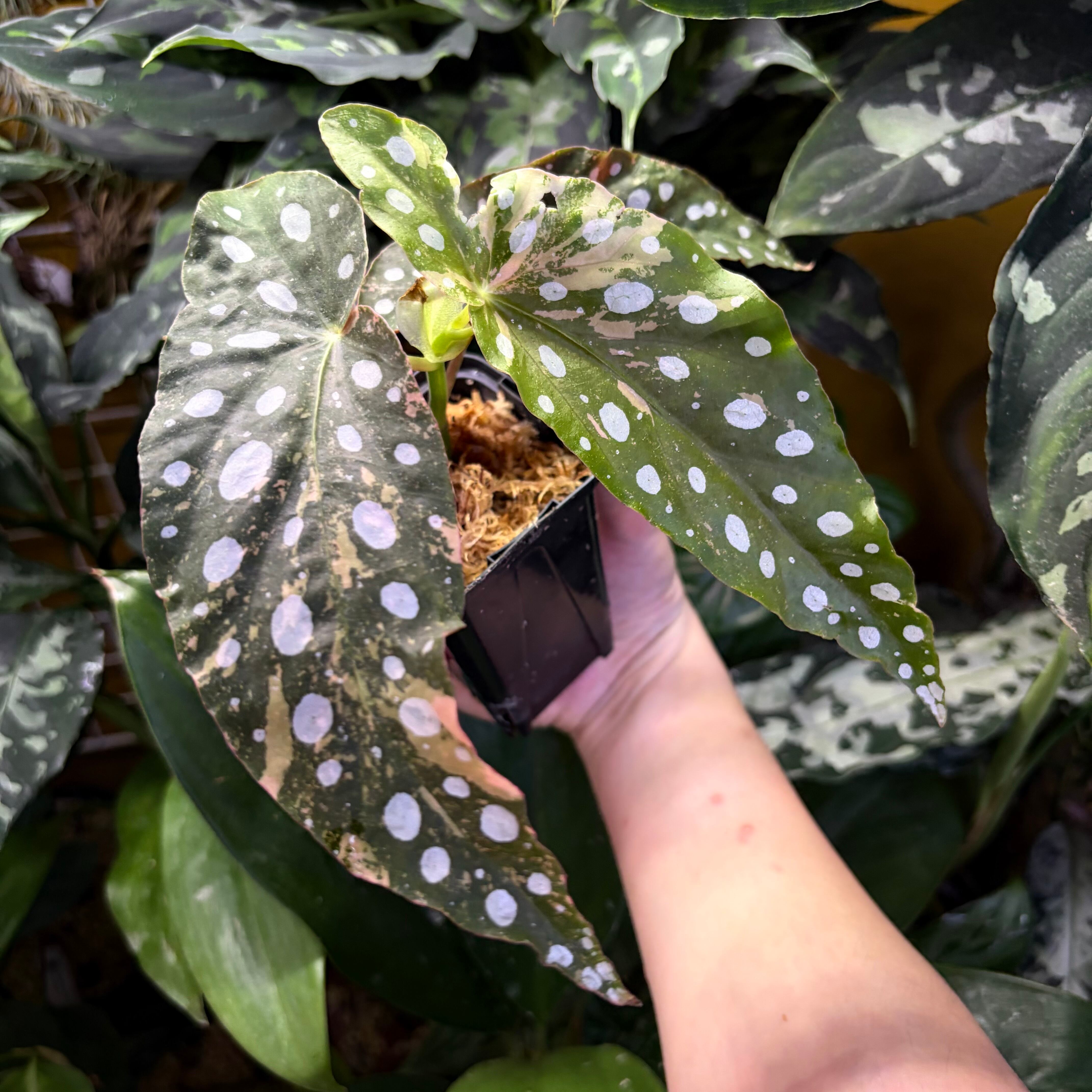 Begonia maculata 'Pink Variegated' | 熱帯雨林植物専門店 トイ吉園芸
