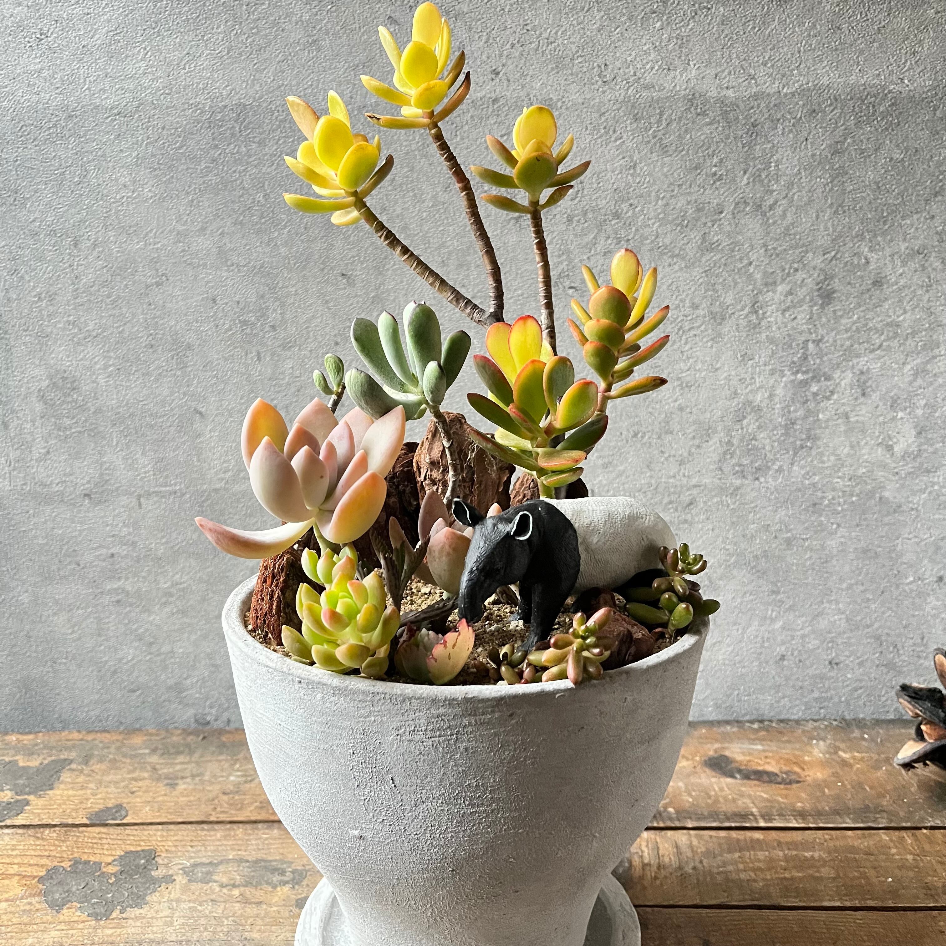 サボテンのサー太郎さま専用 最終回】サボテンの交配、実生栽培(桃太郎)｜そだレポ（栽培レポート