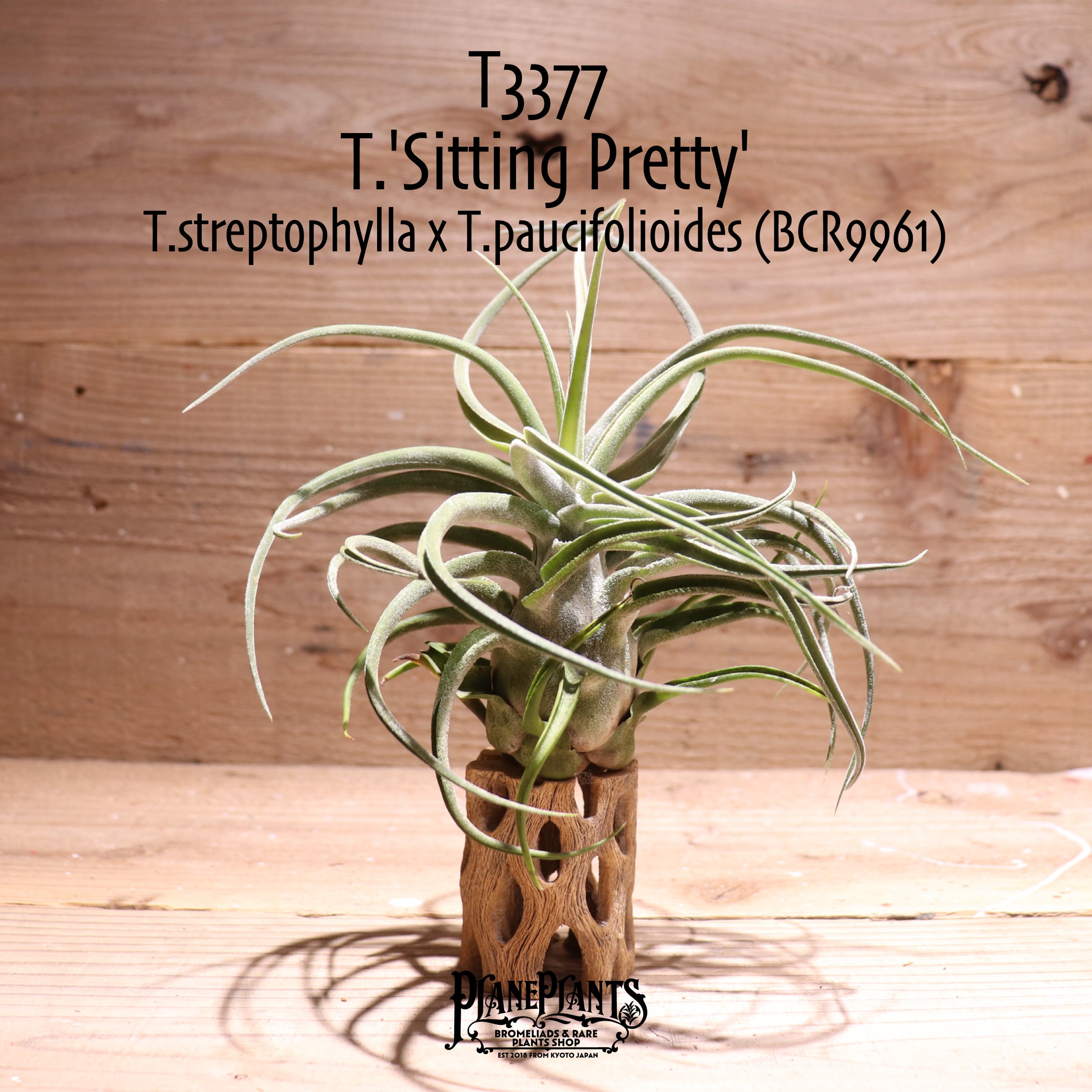 【送料無料】'Sitting Pretty'〔エアプランツ〕現品発送T3377
