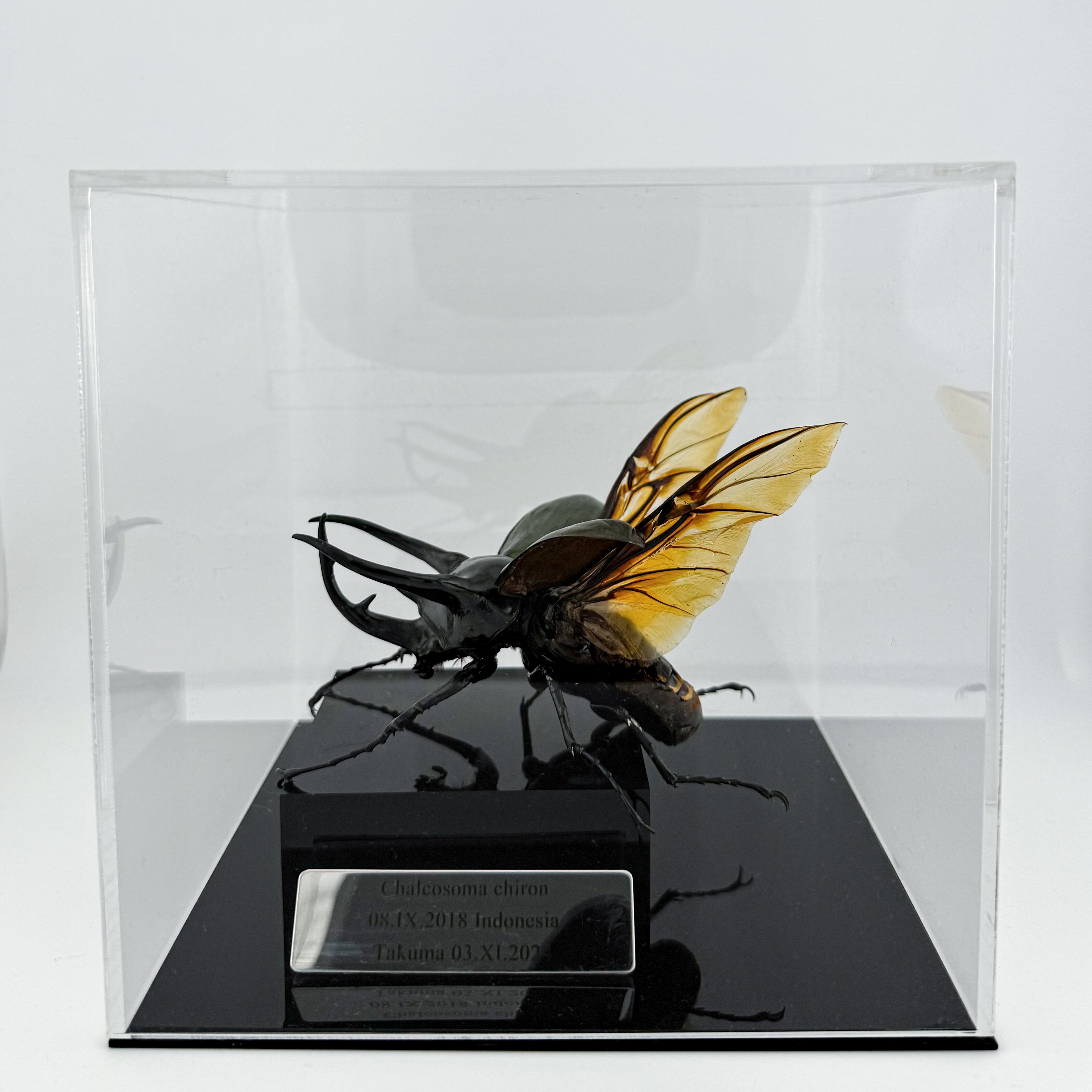 オウゴンオニクワガタ 立体標本 | cielbeetles