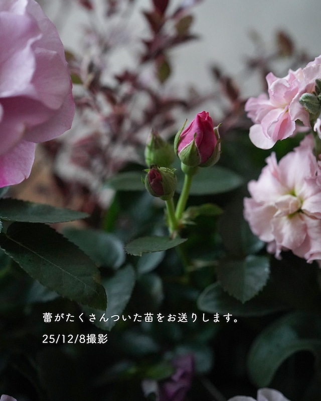 【花苗セット】甘い香りのミニバラ＋ピンク濃淡ビオラのミニ花苗セット