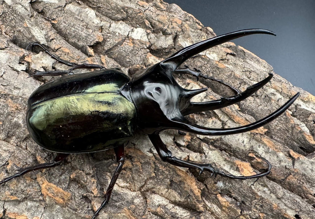 【WD】大型《ジャワコーカサスオオカブト 111mm A'品ペア》