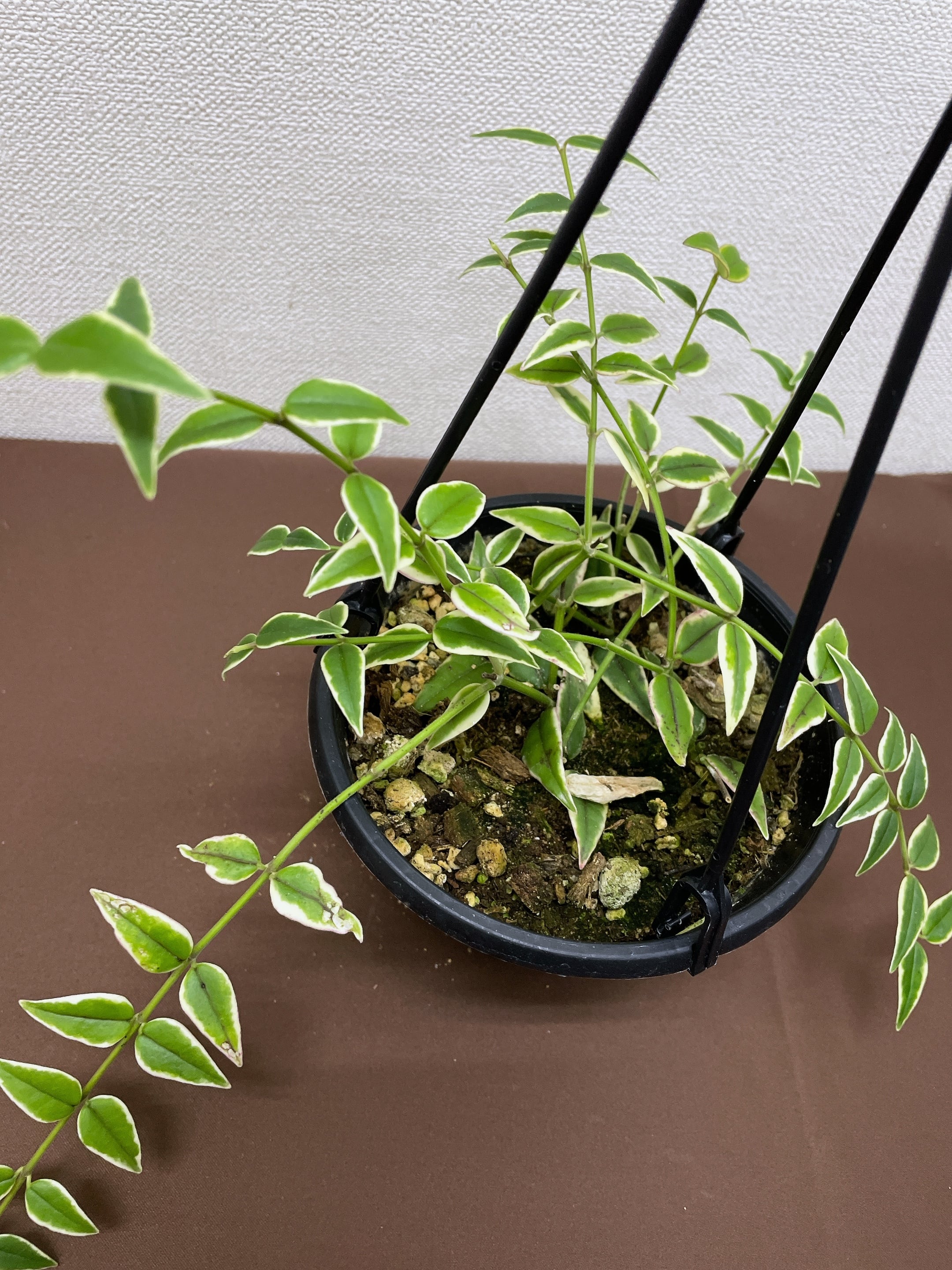 ホヤ セブンスター 斑入り 5号 | youth plants