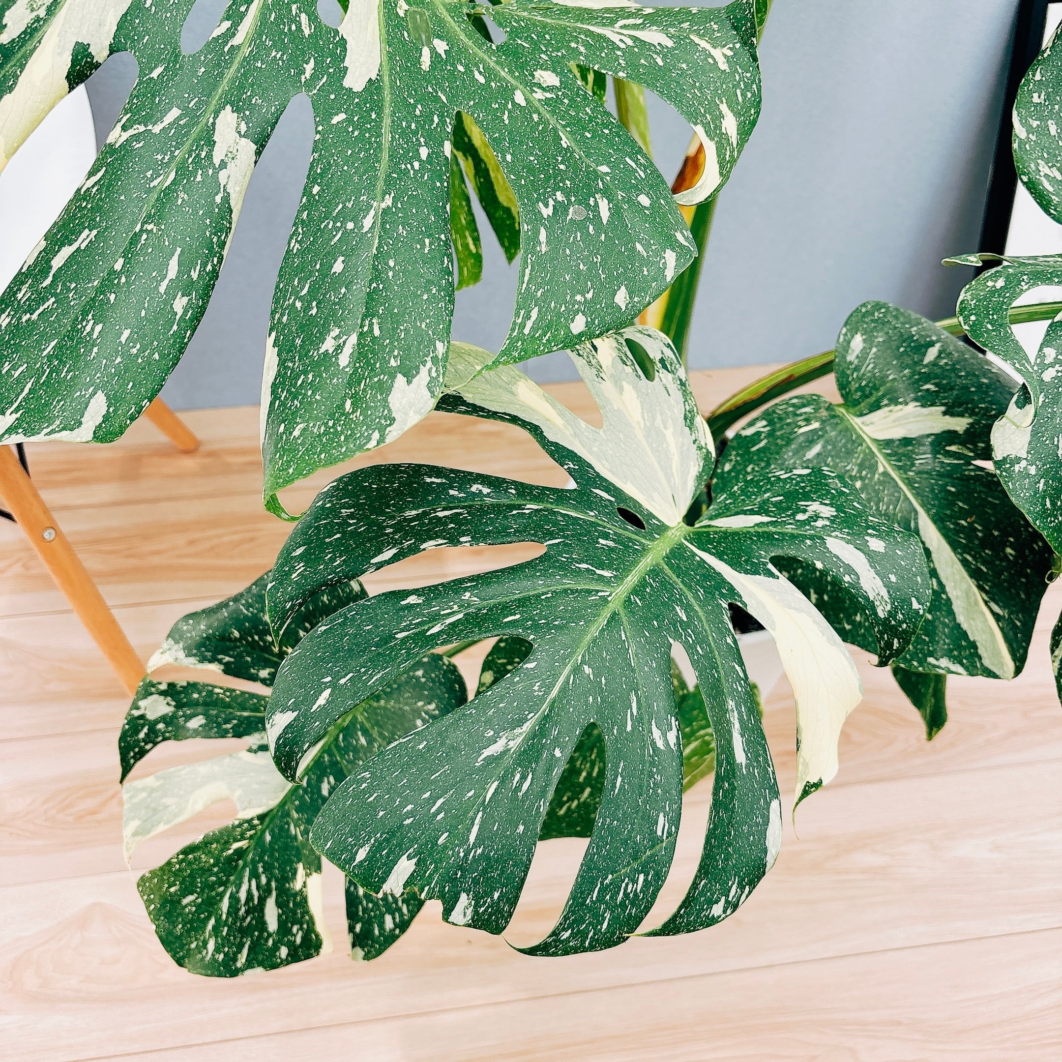 発根済み❗️モンステラ　セブブルーミント　トップカット　斑入り 発根済み❗️モンステラ セブブルーミント トップカット 斑入り