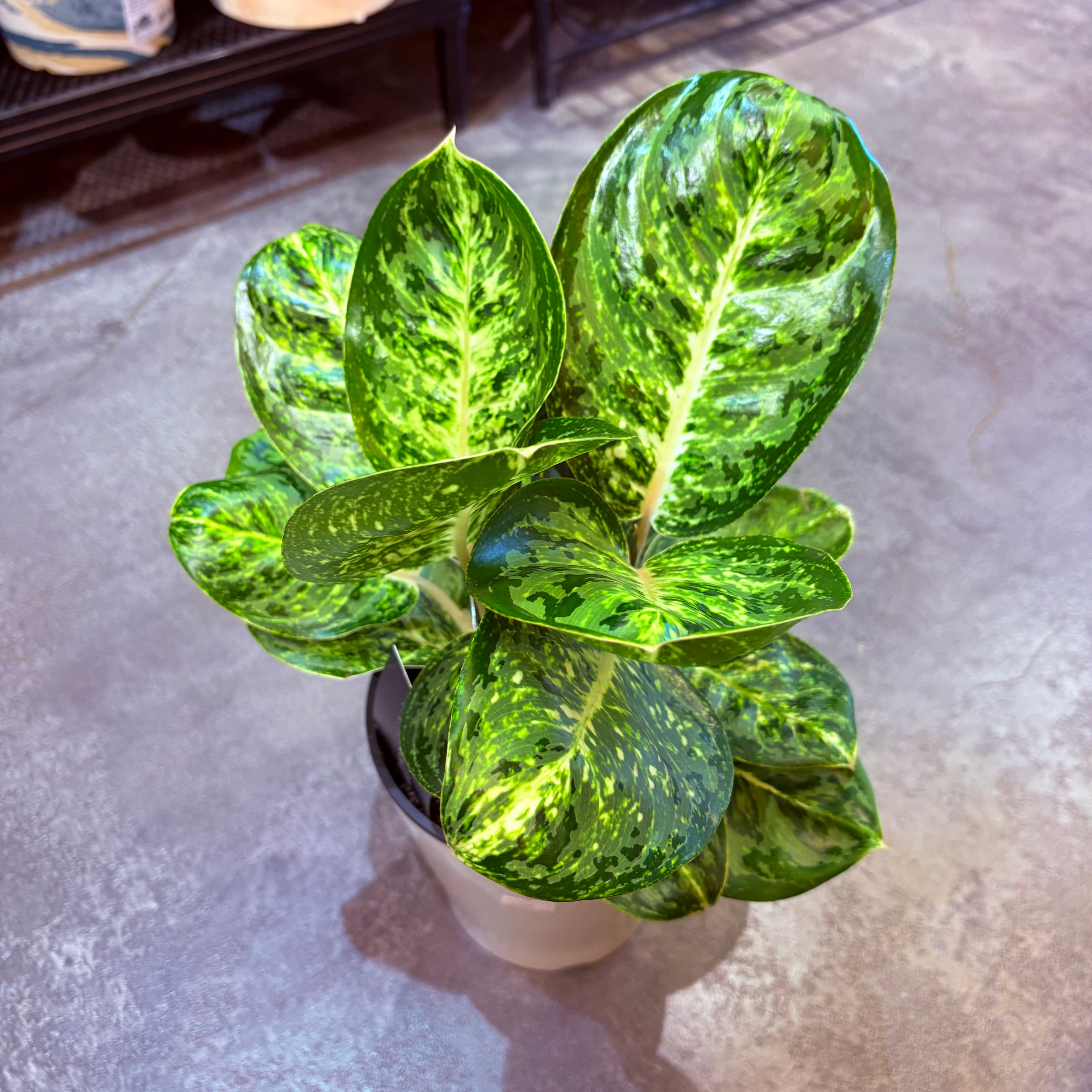 アグラオネマ様 アグラオネマ SP 5号【荒木植物園さん】 | Green Vibes 宇都宮市の観葉