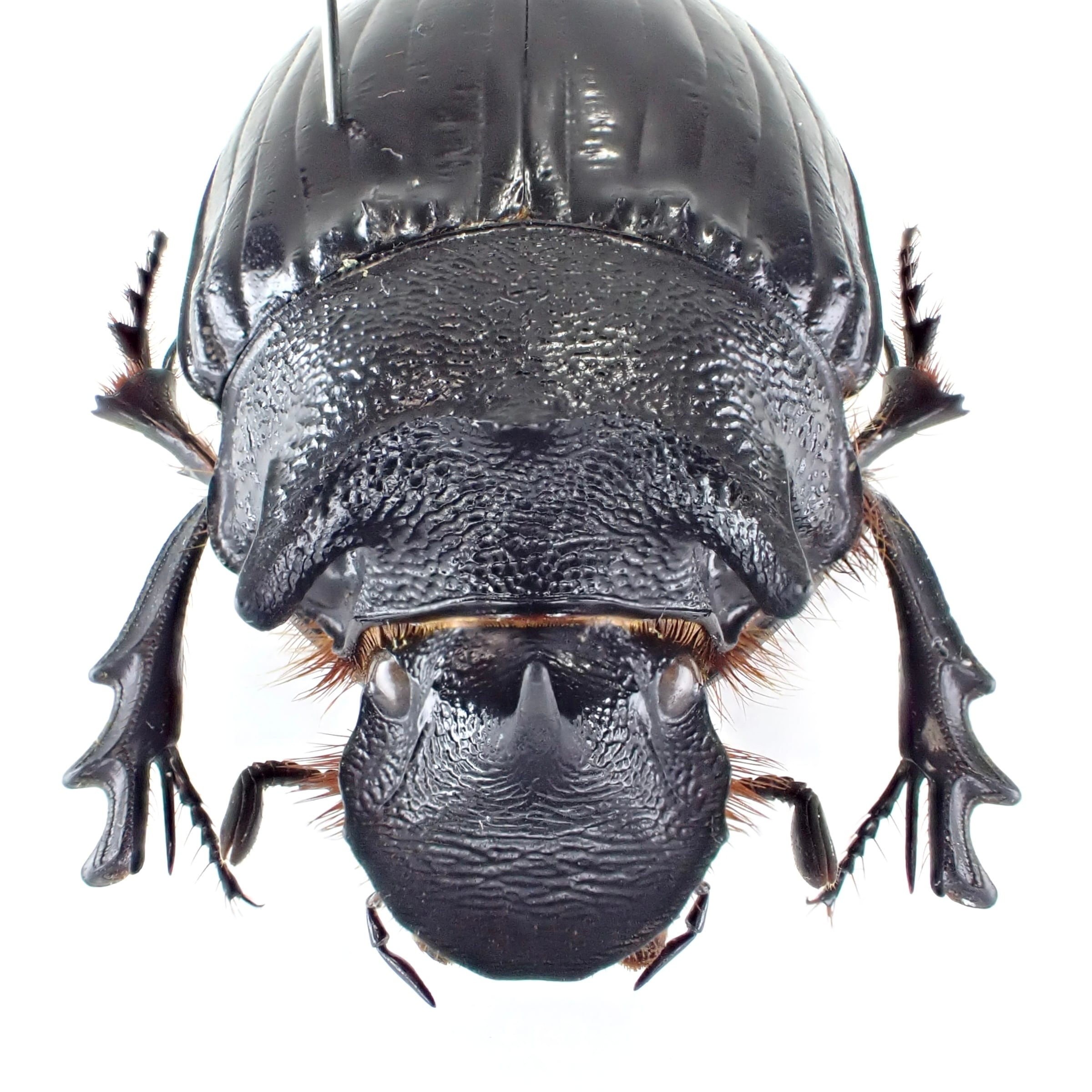 タンザニア産 Heliocopris minos ♂ 35mm | 昆虫標本 Diggers & Rollers