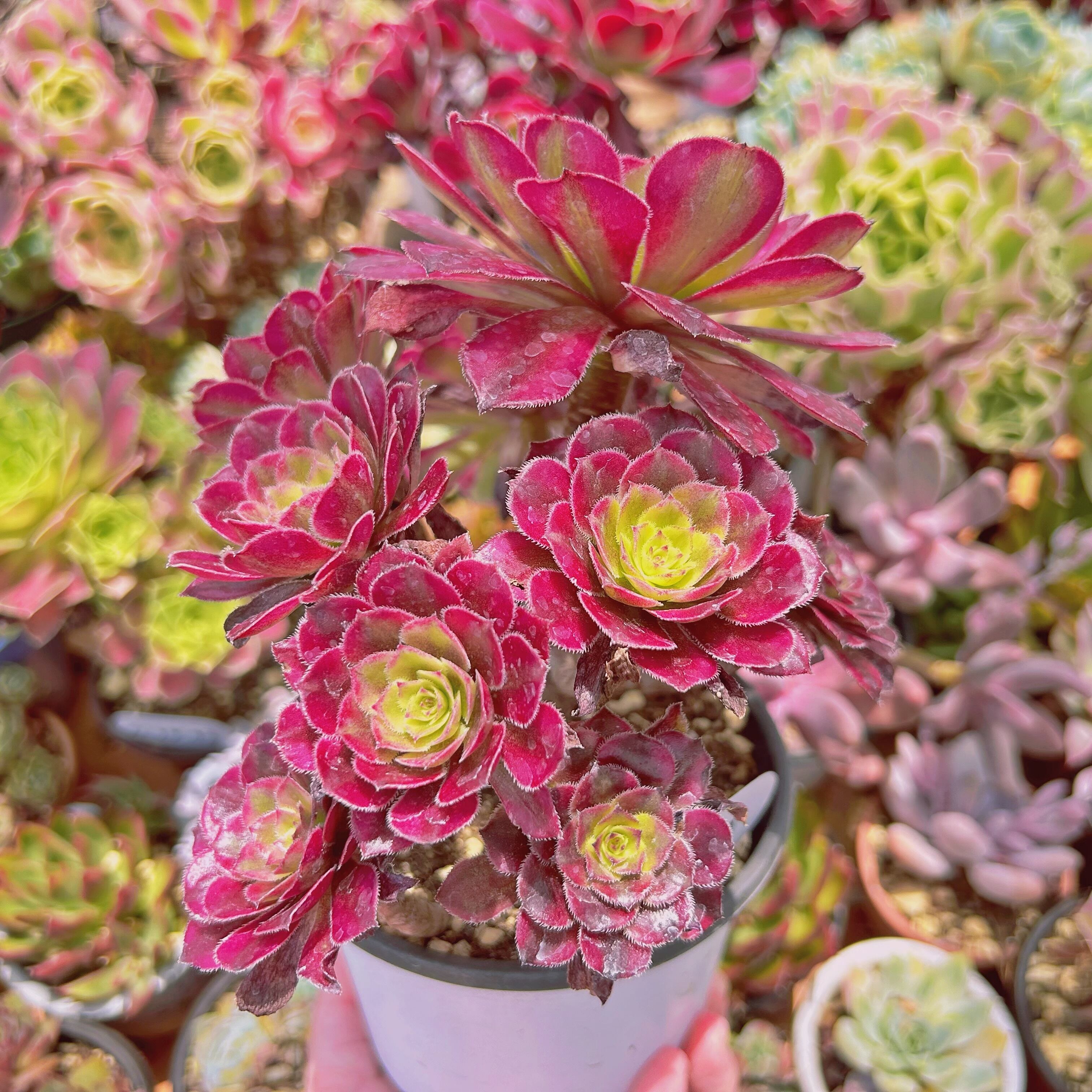 2025現物 多肉植物 美姫(Aeonium) 特大群生 抜き苗 | るる農園~多肉