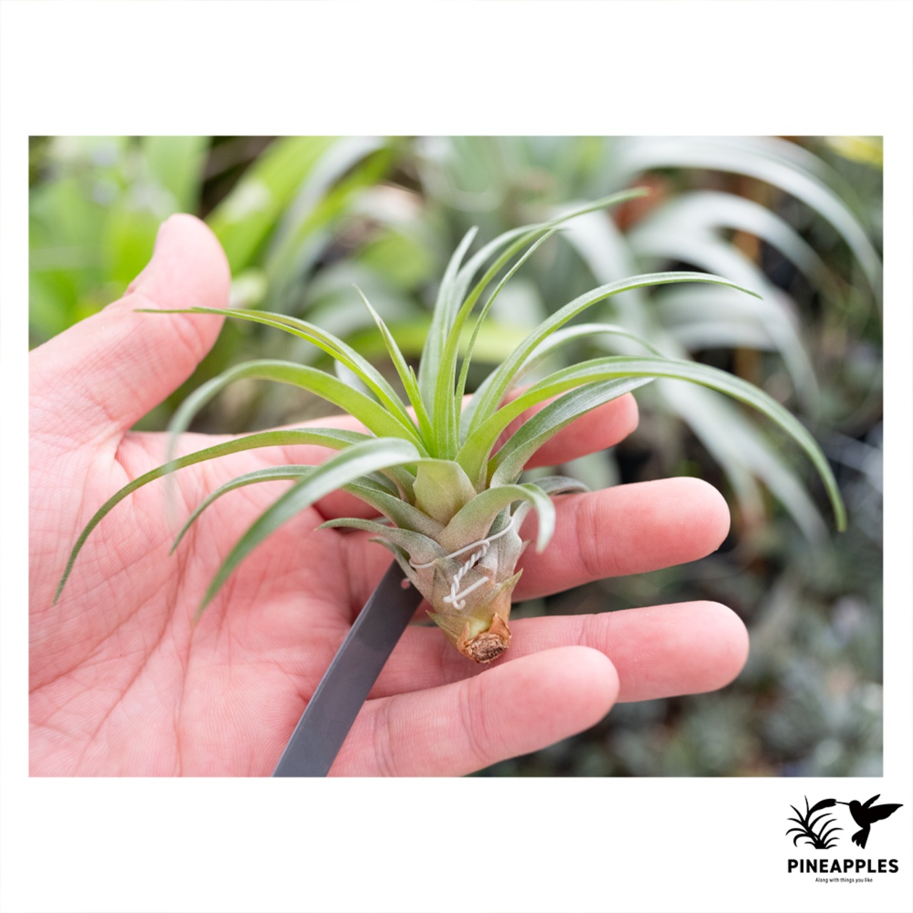 Tillandsia canescens - 1