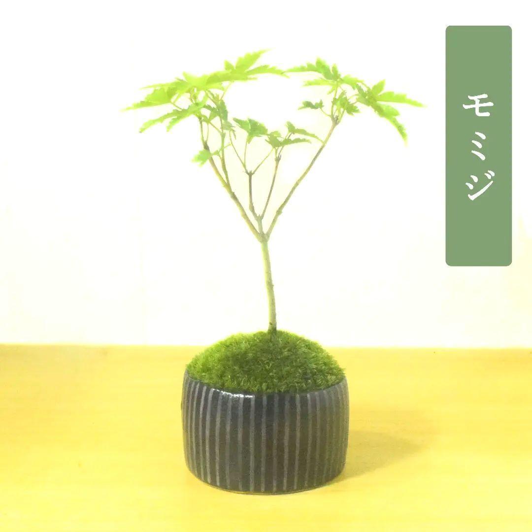 331.彫刻豆丸鉢2点 盆栽鉢 5.5*3cm 331.彫刻豆丸鉢2点 盆栽鉢 5.5*3cm