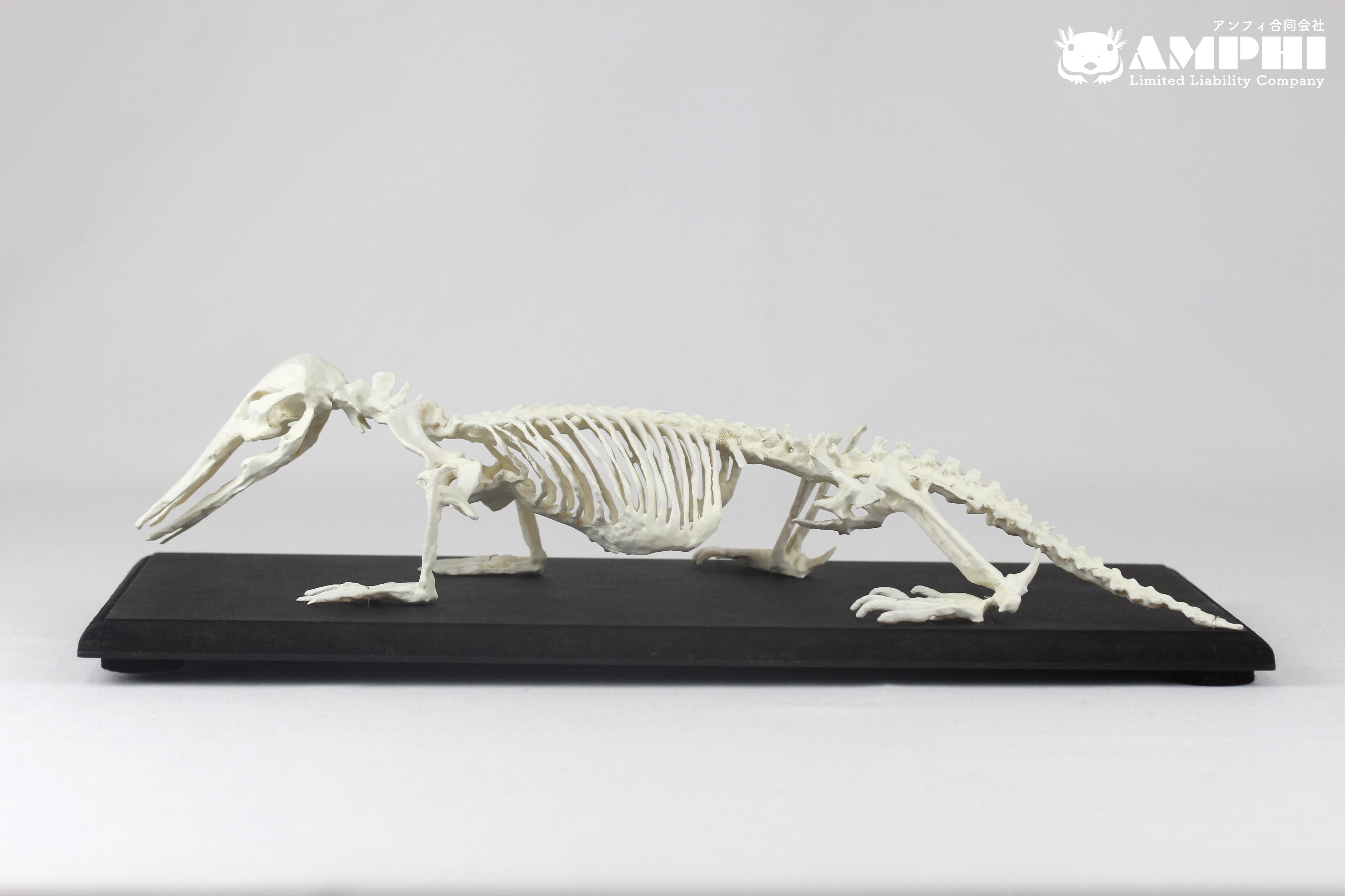 木彫　海棲爬虫類　プラテカルプス　頭骨模型15cm 木彫 海棲爬虫類 プラテカルプス 頭骨模型15cm