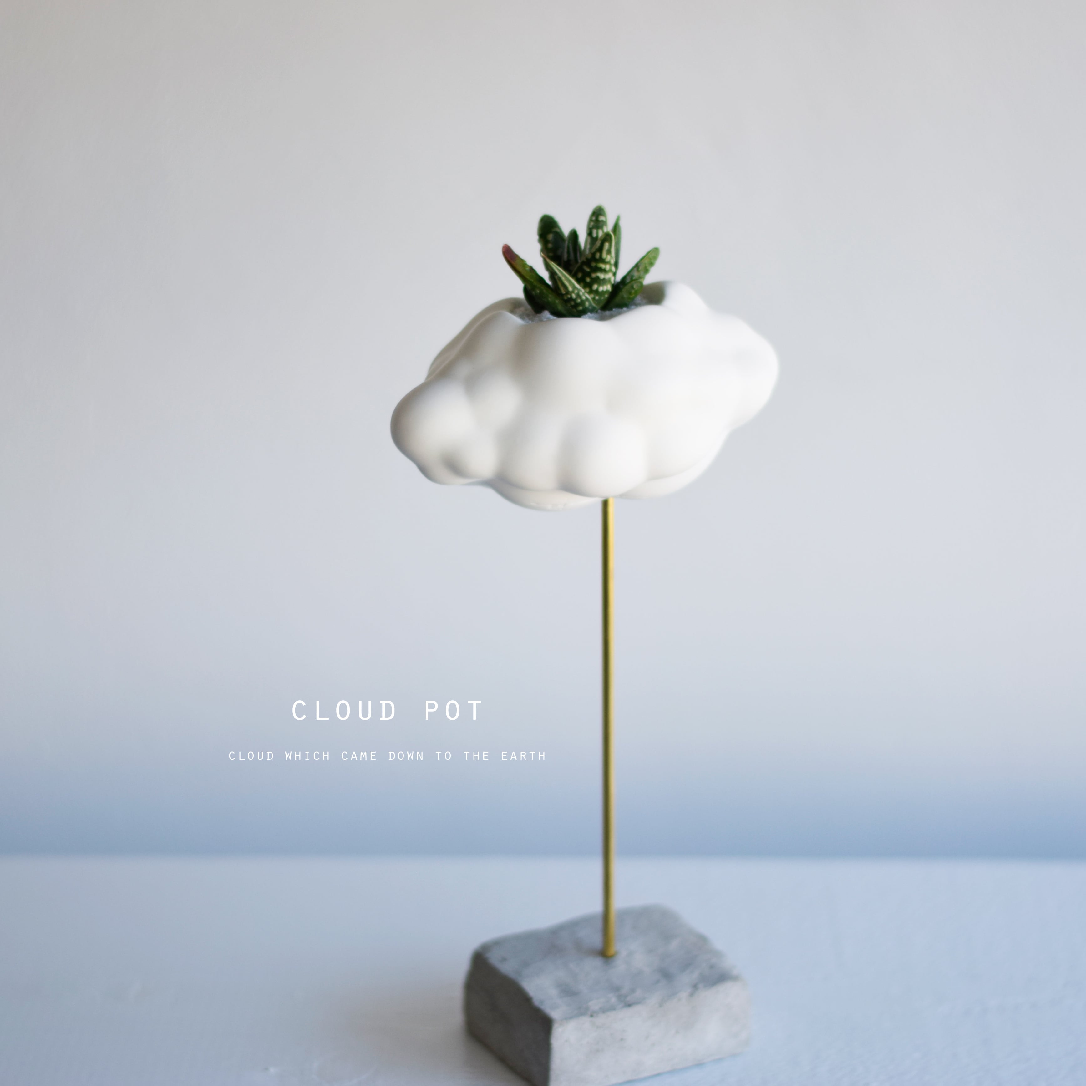 透明サボテン（ペクチニフェラ） | Sabotensi