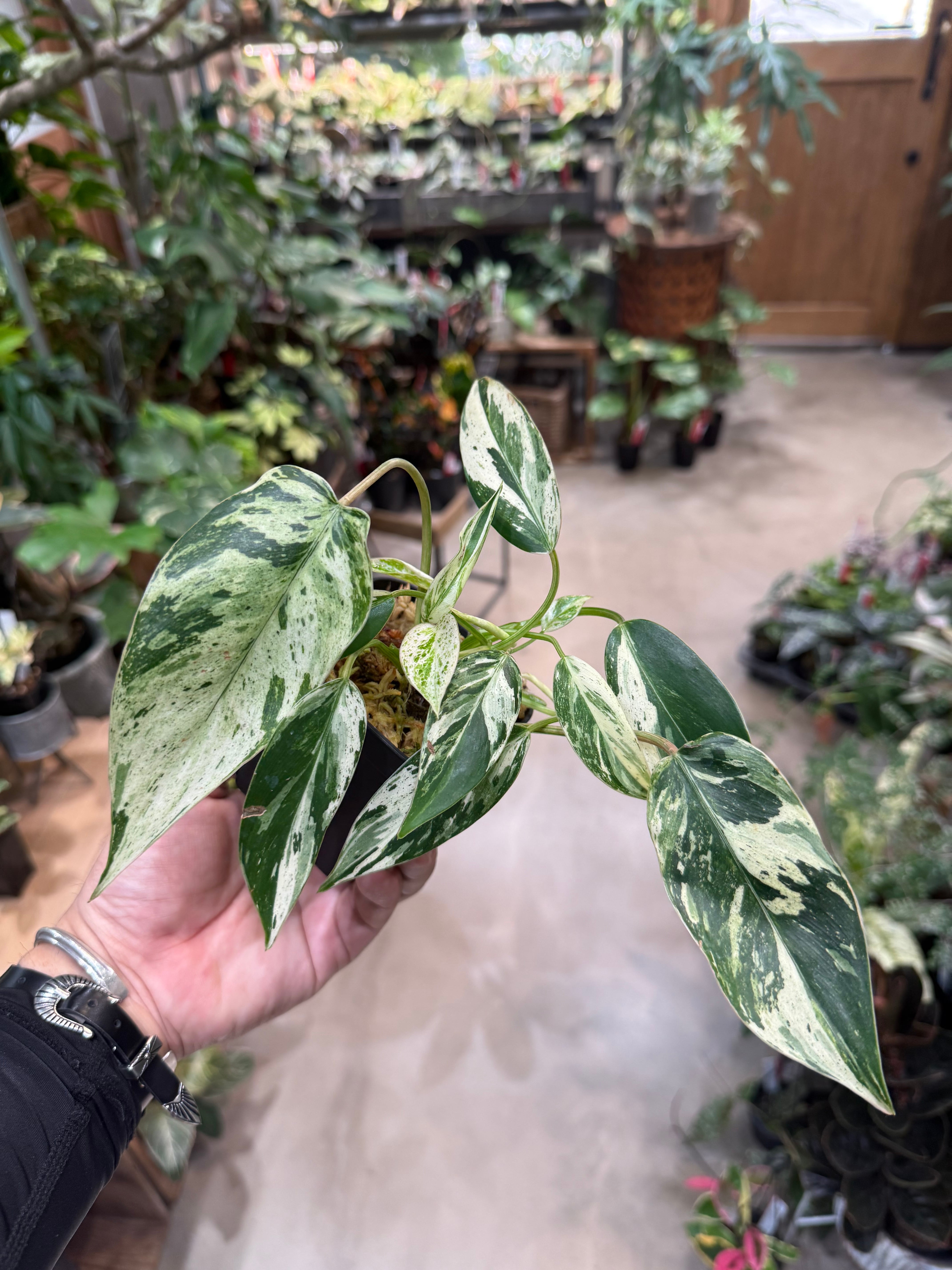 A フィロデンドロン エメラルドクイーン | MIDORIYA 観葉植物専門店