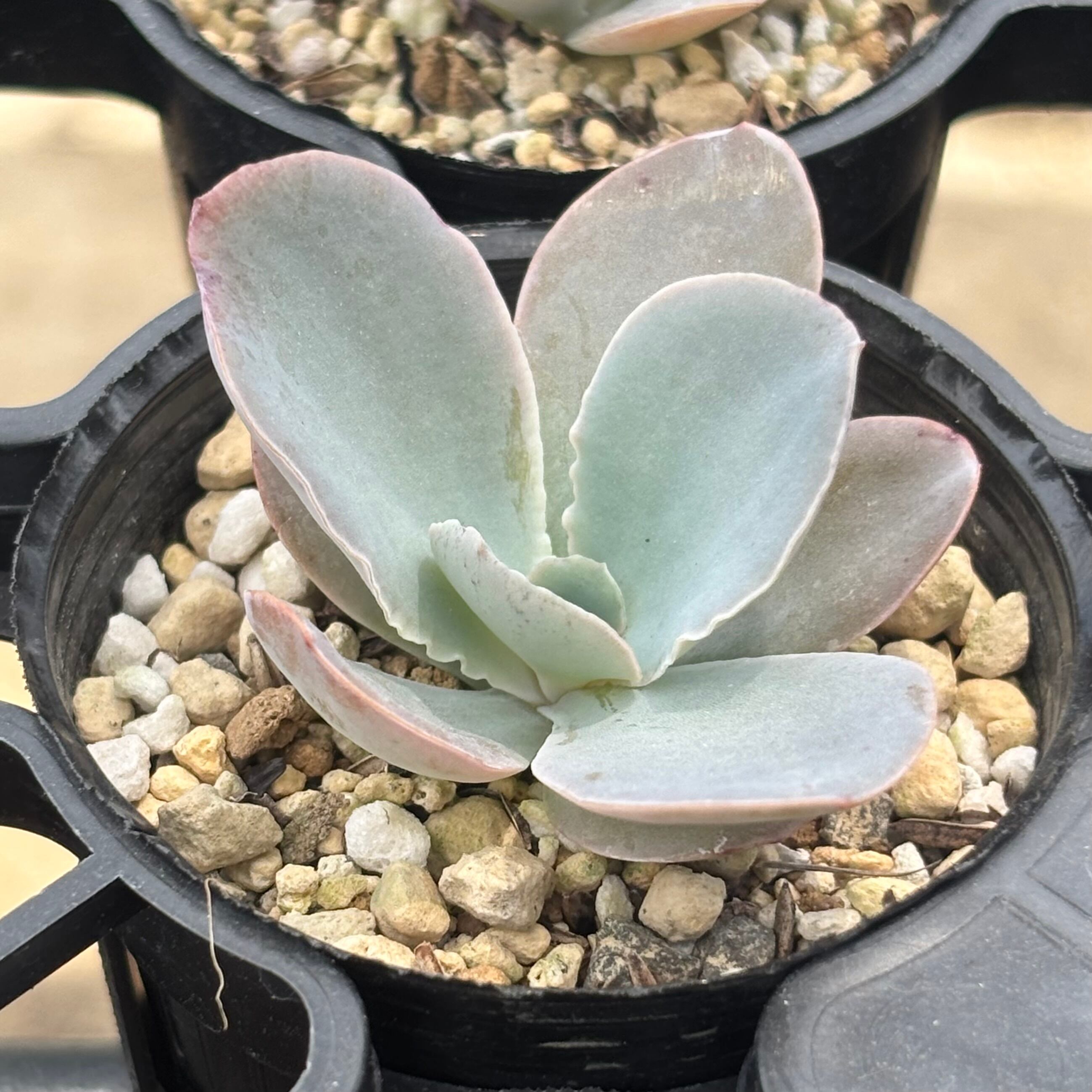 de 'Branca - Dyckia F00380_Dyckia Neve from Branca original clone