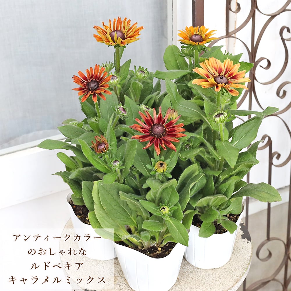 花苗 八重咲き ルドベキア キャラメルミックス 3.5号 多年草 四季咲き