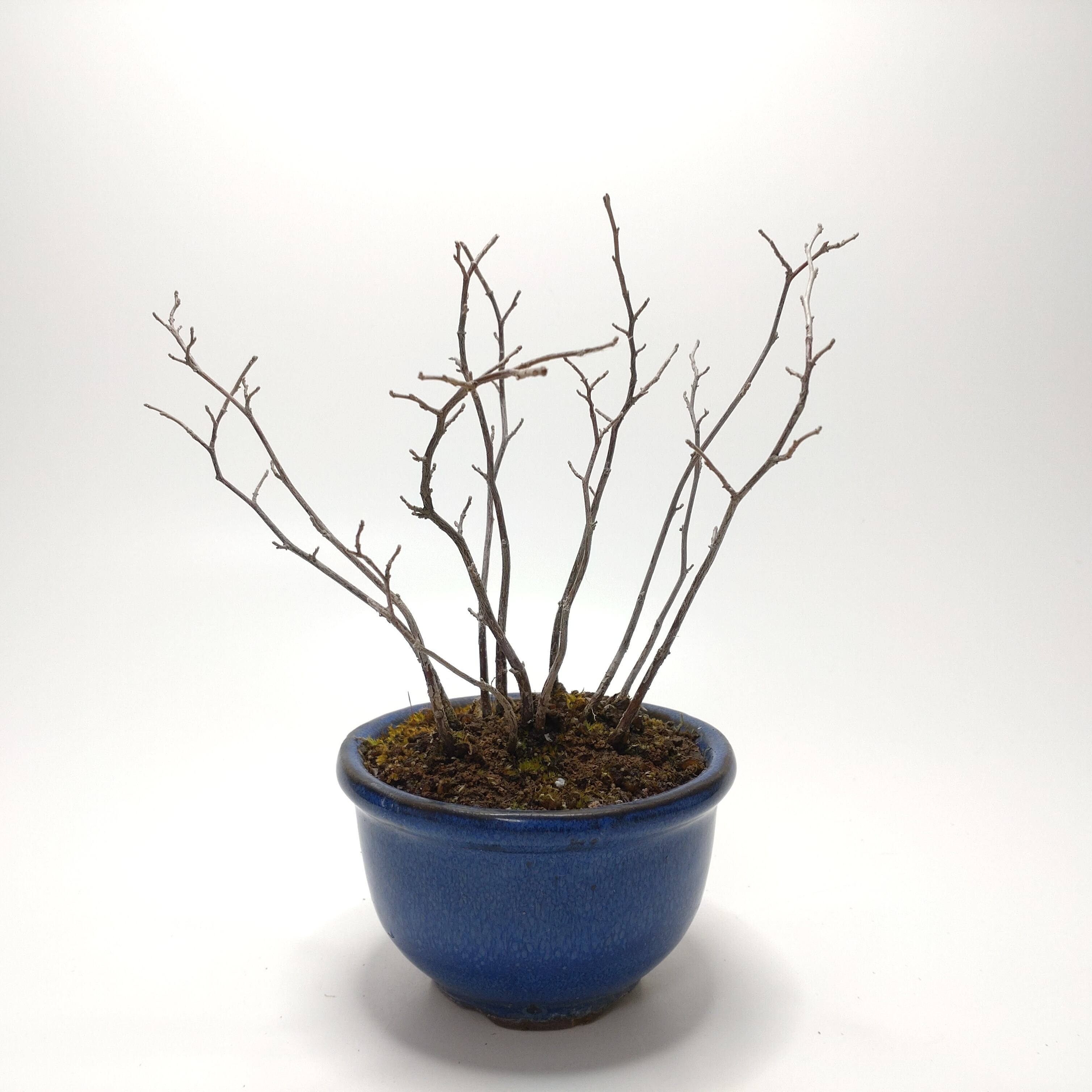 ヤマコウバシ盆栽 S019 | 盆栽創【Bonsaisou】