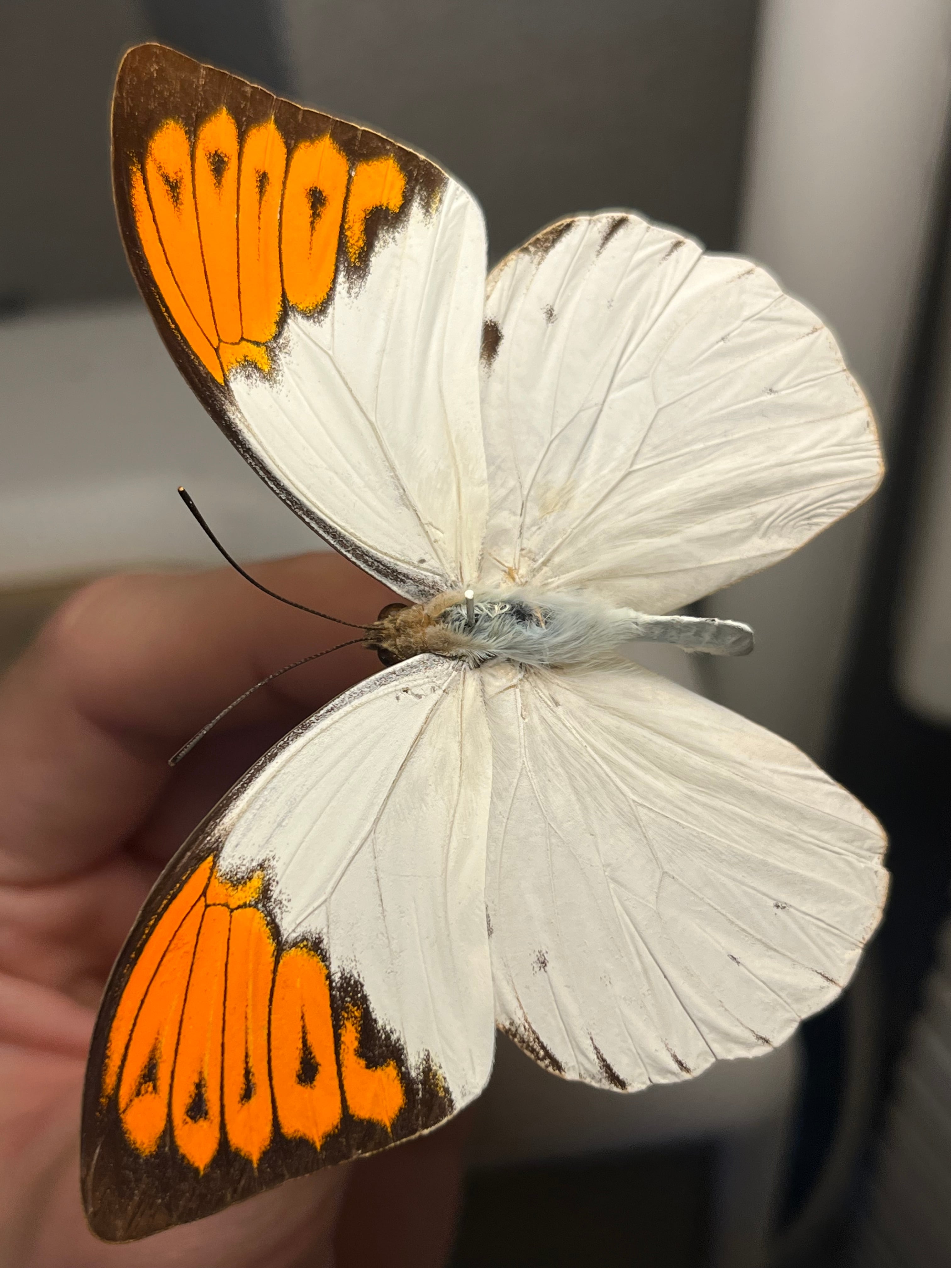 アグリアスクラウディナサルダナパルス♂ ミイロタテハ 蝶標本 甲虫
