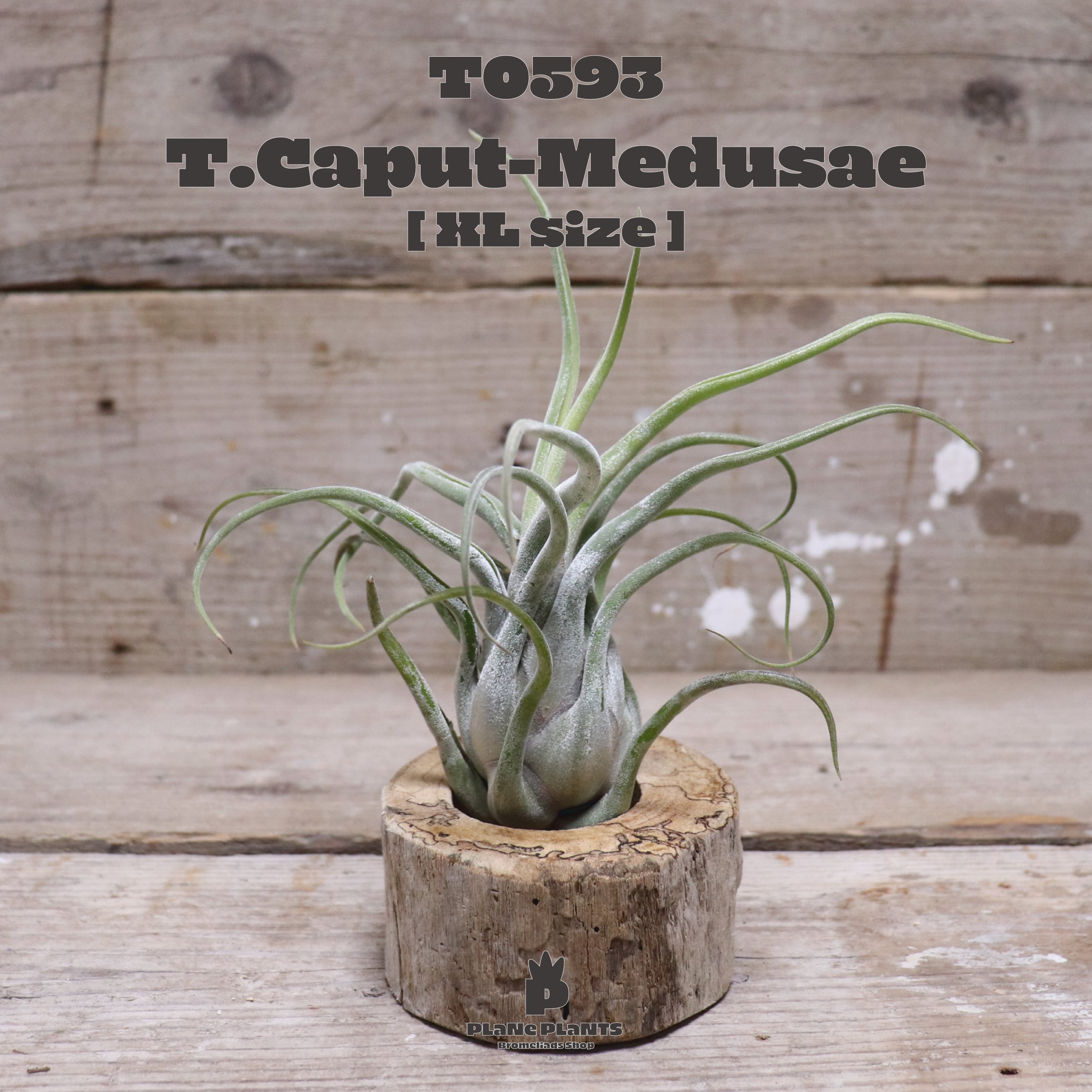 送料無料】カプトメデューサエXL〔エアプランツ〕現品発送T0593