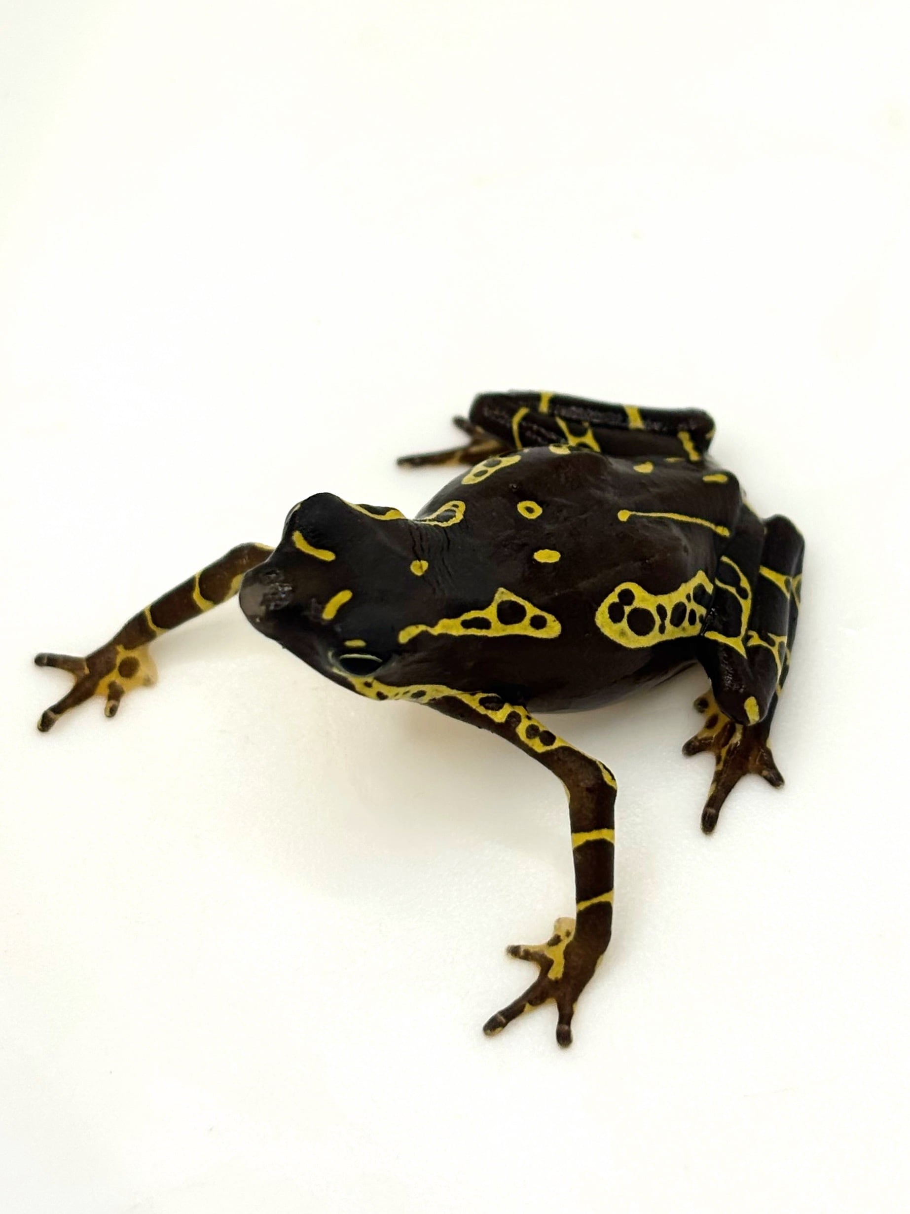 キマダラフキヤガマ 1匹 | まるころ商店〜まるくてころころした生き物