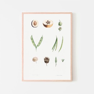 植物の部分的な図 / ポスター 写真 ミニマル クリエイティブ いんげん豆 果実 種 断面 イラスト アートプリント
