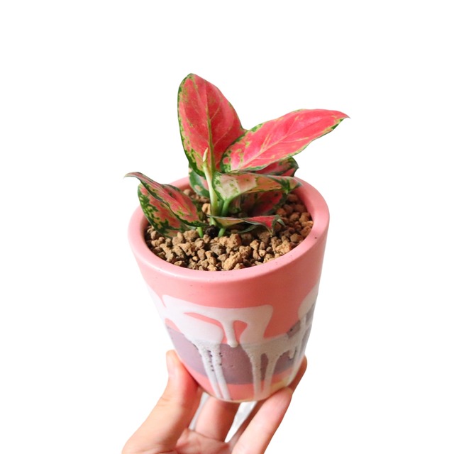 アグラオネマ チョコレート