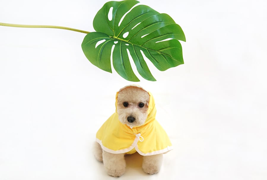 himawari raincoat S ~ 2XL / 犬服 新作 レインコート  光る 防水 ドッグウェア 犬 レインウェア フード付き 小型犬 中型犬 ペット用品 ワンコ服